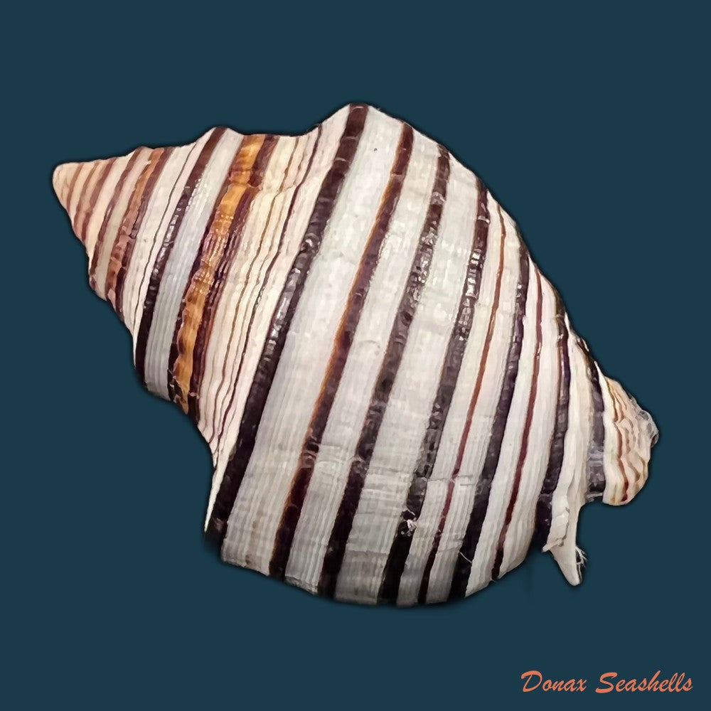copia-de-opeatostoma-pseudodon-burrow-1815-44-3mm