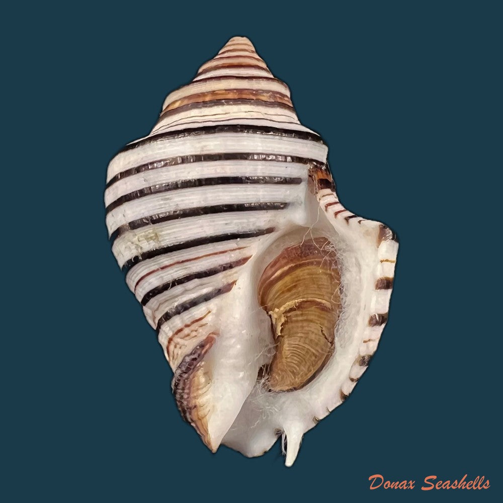 copia-de-opeatostoma-pseudodon-burrow-1815-44-3mm