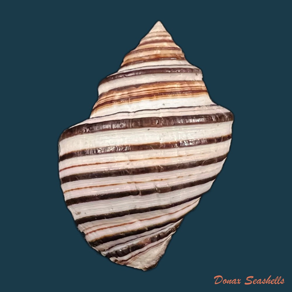 copia-de-opeatostoma-pseudodon-burrow-1815-49-6mm