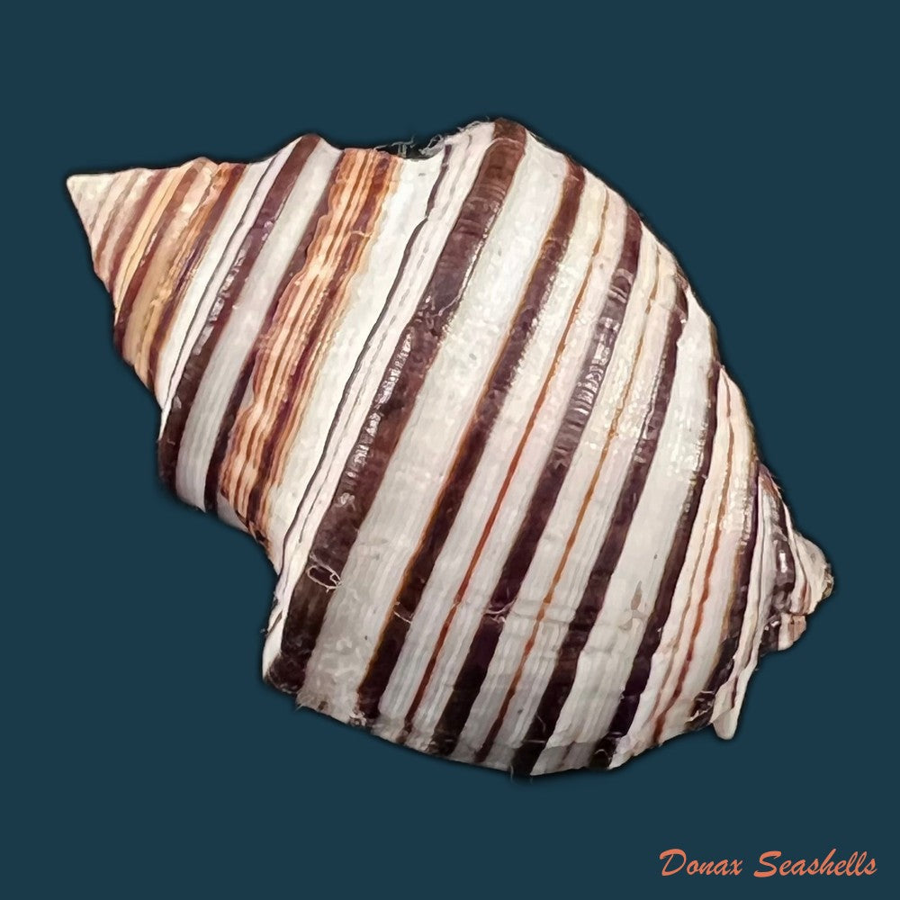 copia-de-opeatostoma-pseudodon-burrow-1815-49-6mm