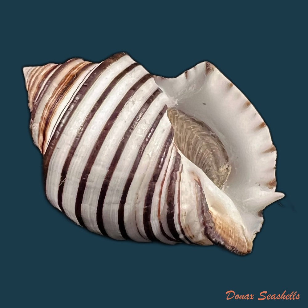 copia-de-opeatostoma-pseudodon-burrow-1815-49-6mm
