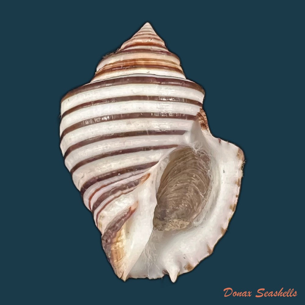 copia-de-opeatostoma-pseudodon-burrow-1815-49-6mm