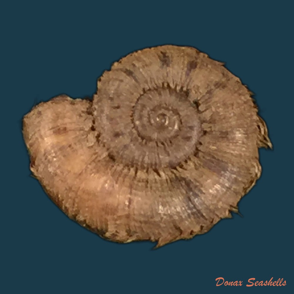 copia-de-opisthoporus-birostris-l-pfeiffer-1855-20-1mm
