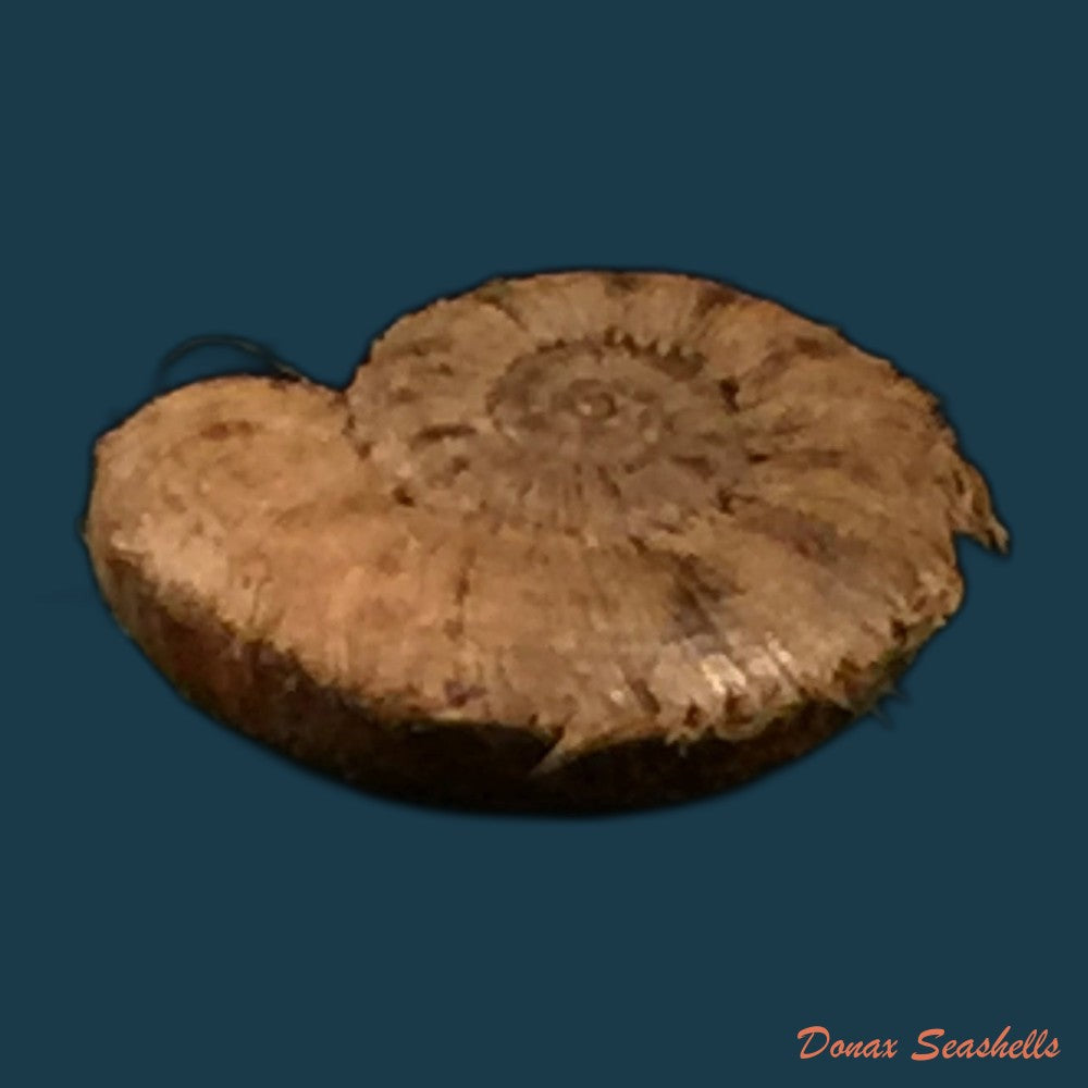 copia-de-opisthoporus-birostris-l-pfeiffer-1855-20-1mm