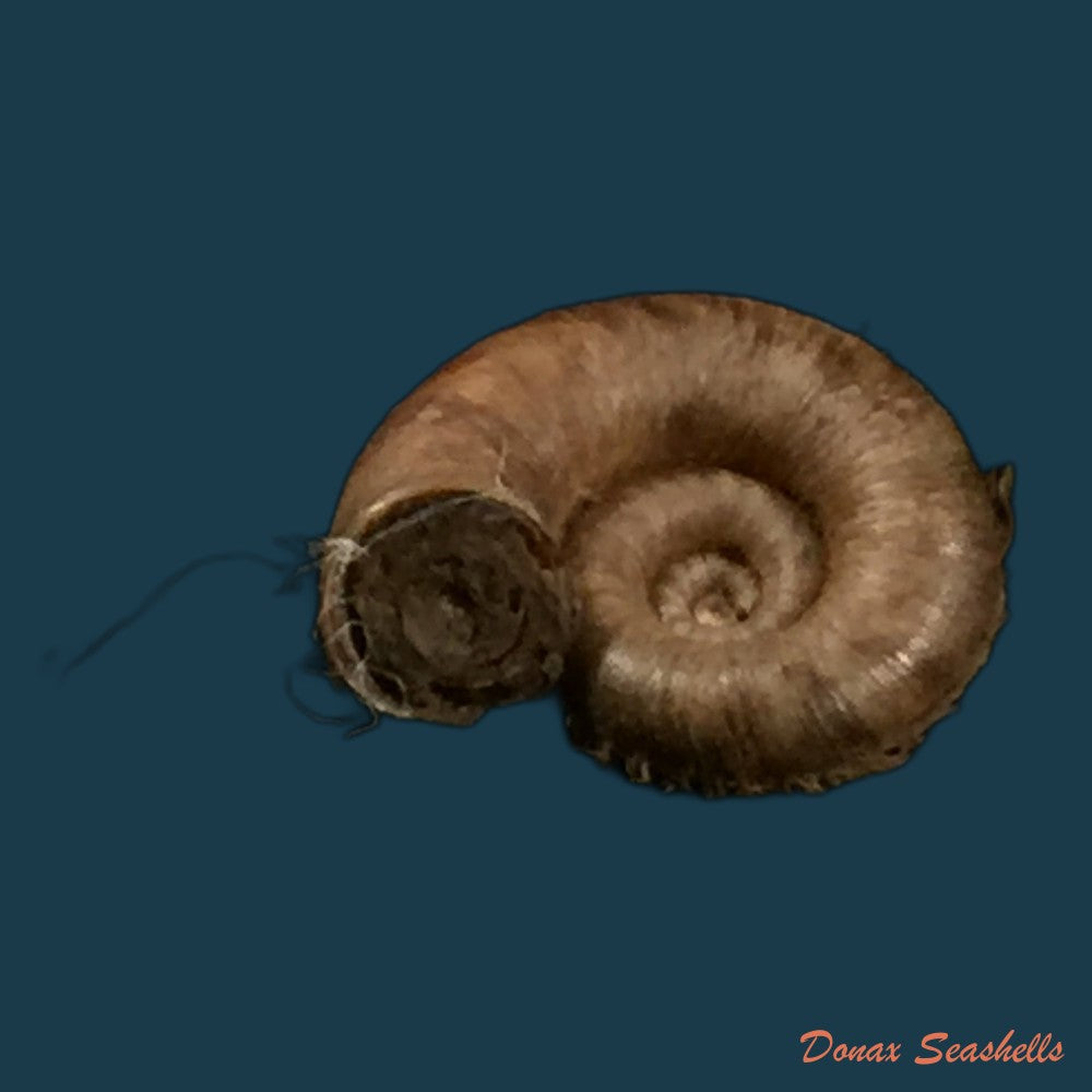 copia-de-opisthoporus-birostris-l-pfeiffer-1855-20-1mm