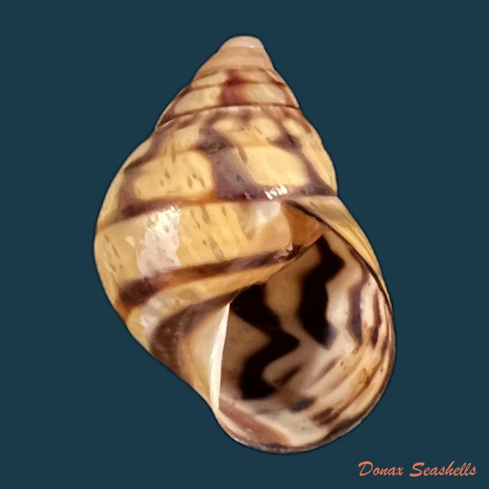 copia-de-orthalicus-phlogerus-orbigny-1835-31mm