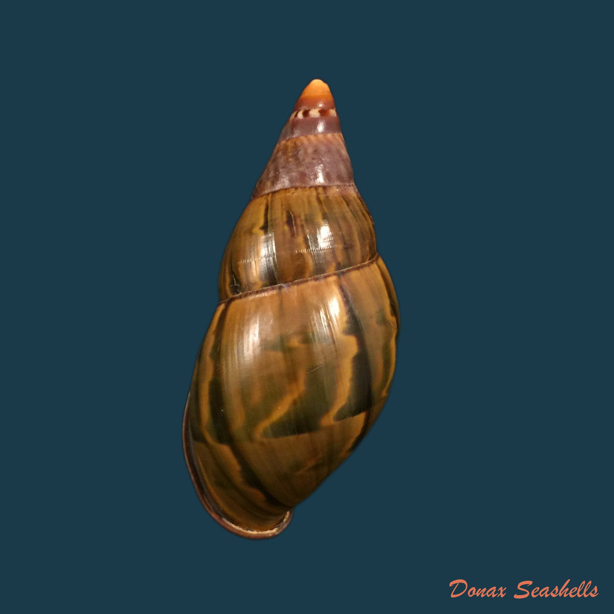 copia-de-orthalicus-pulchellus-spix-1827-38-7mm-1