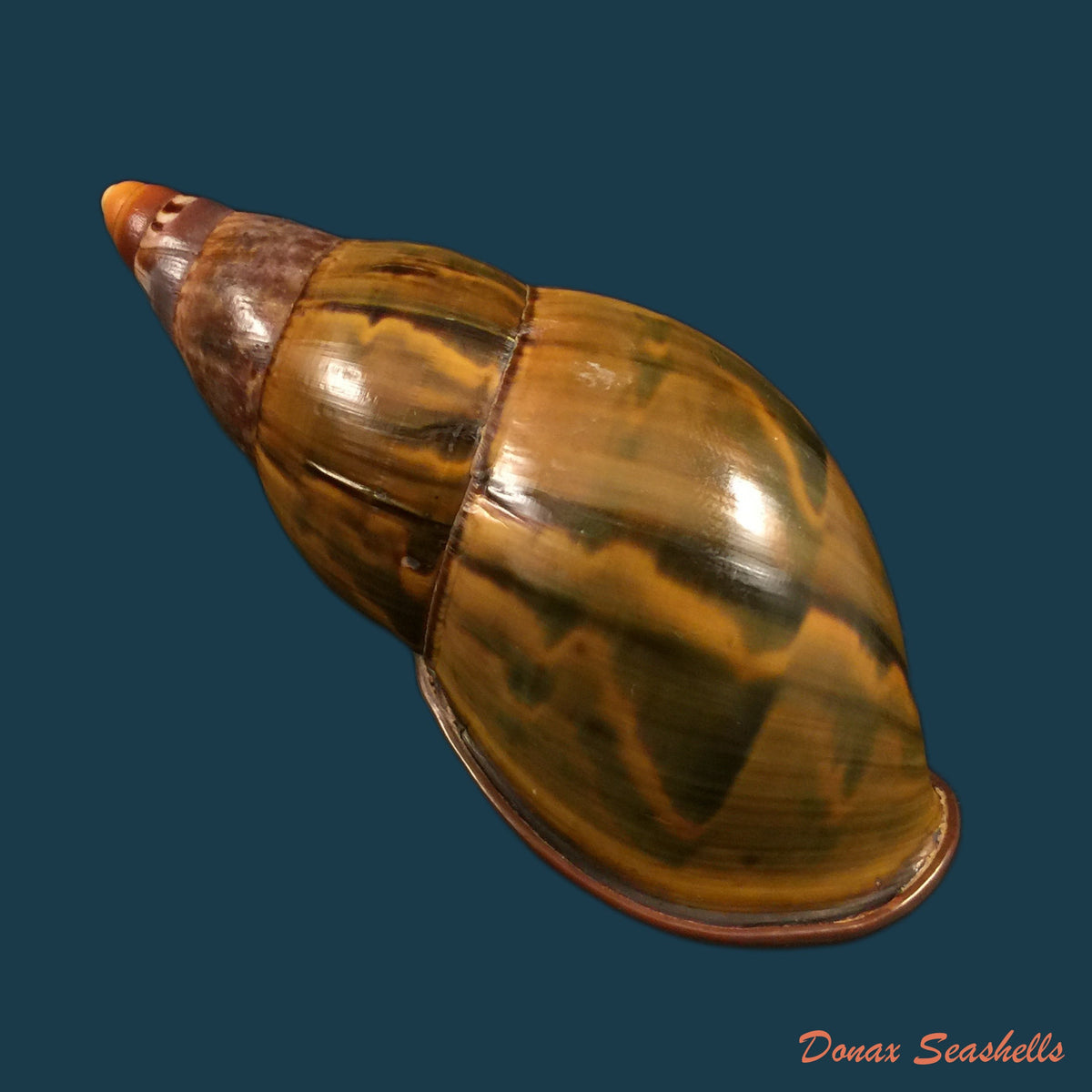 copia-de-orthalicus-pulchellus-spix-1827-38-7mm-1