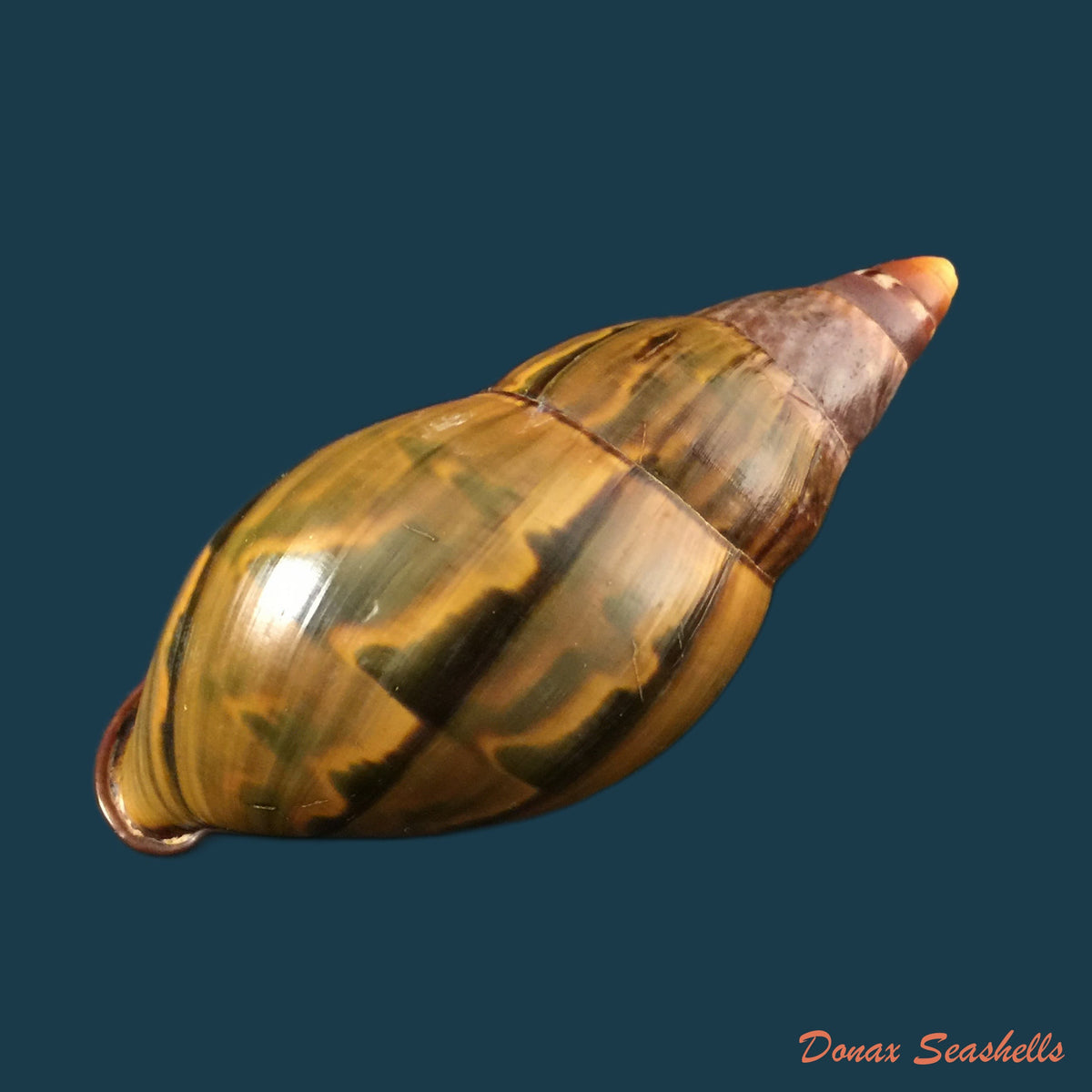 copia-de-orthalicus-pulchellus-spix-1827-38-7mm-1