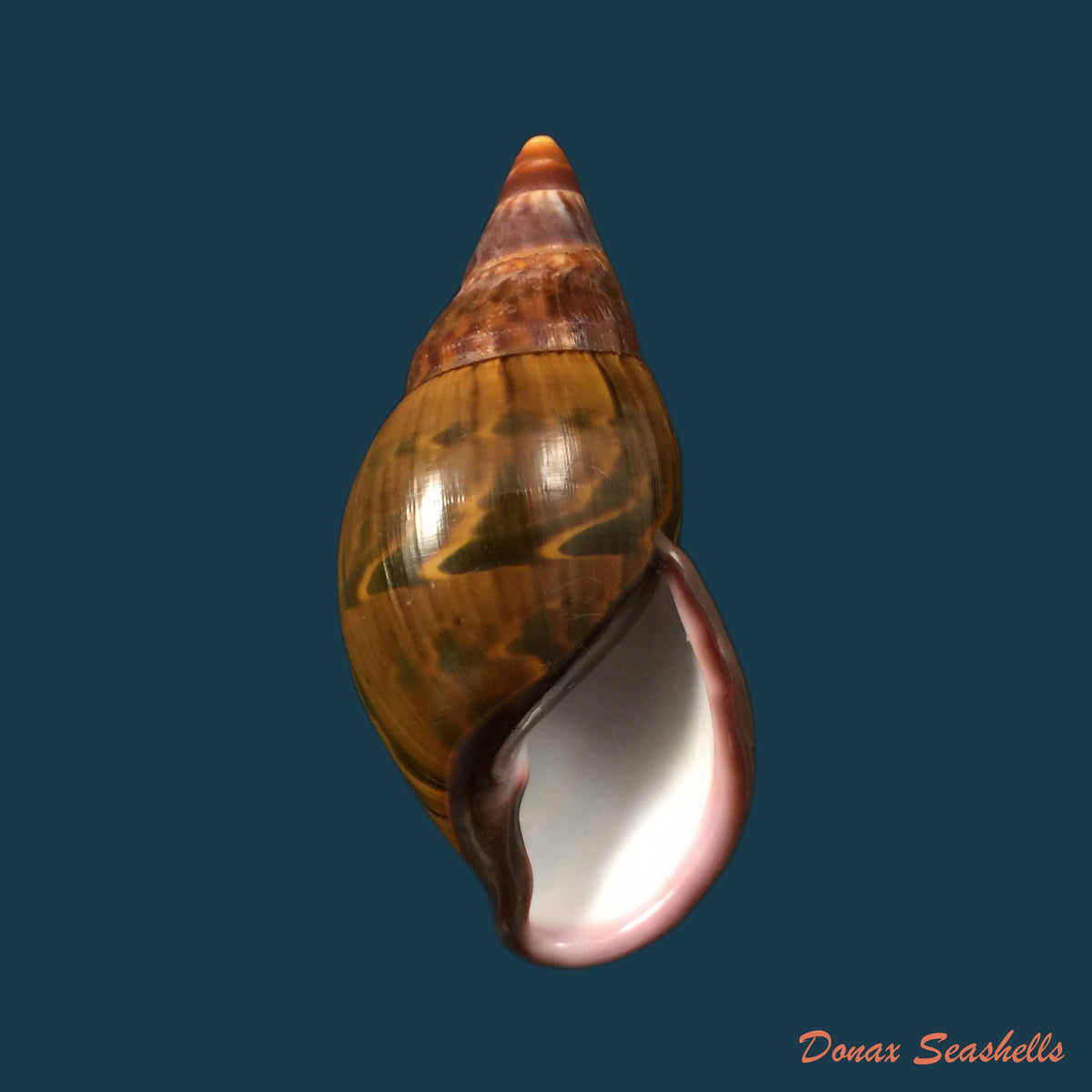 copia-de-orthalicus-pulchellus-spix-1827-38-7mm-1