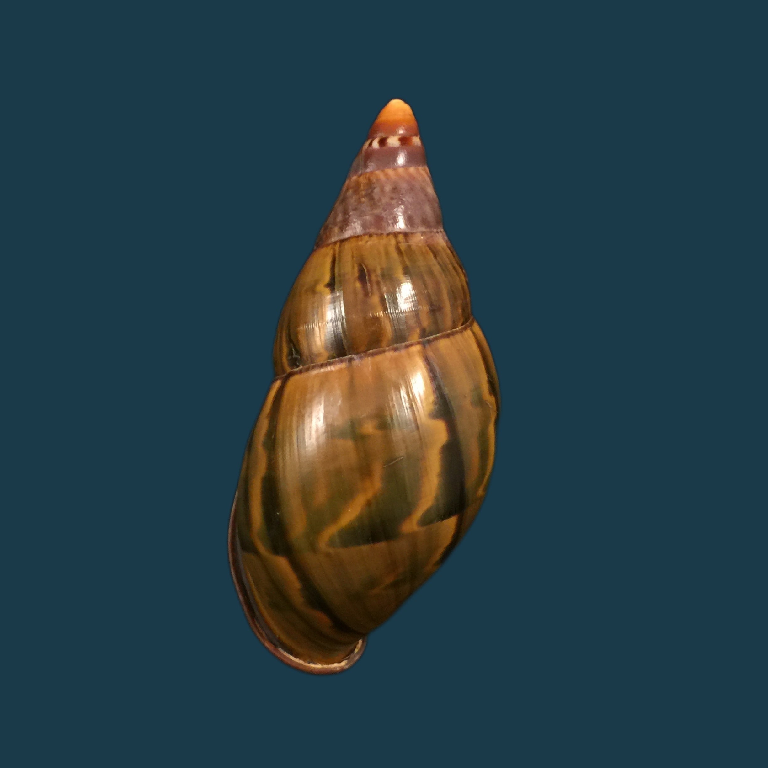 Orthalicus yatesi sublabeo Ancey, 1890 - 91,1mm