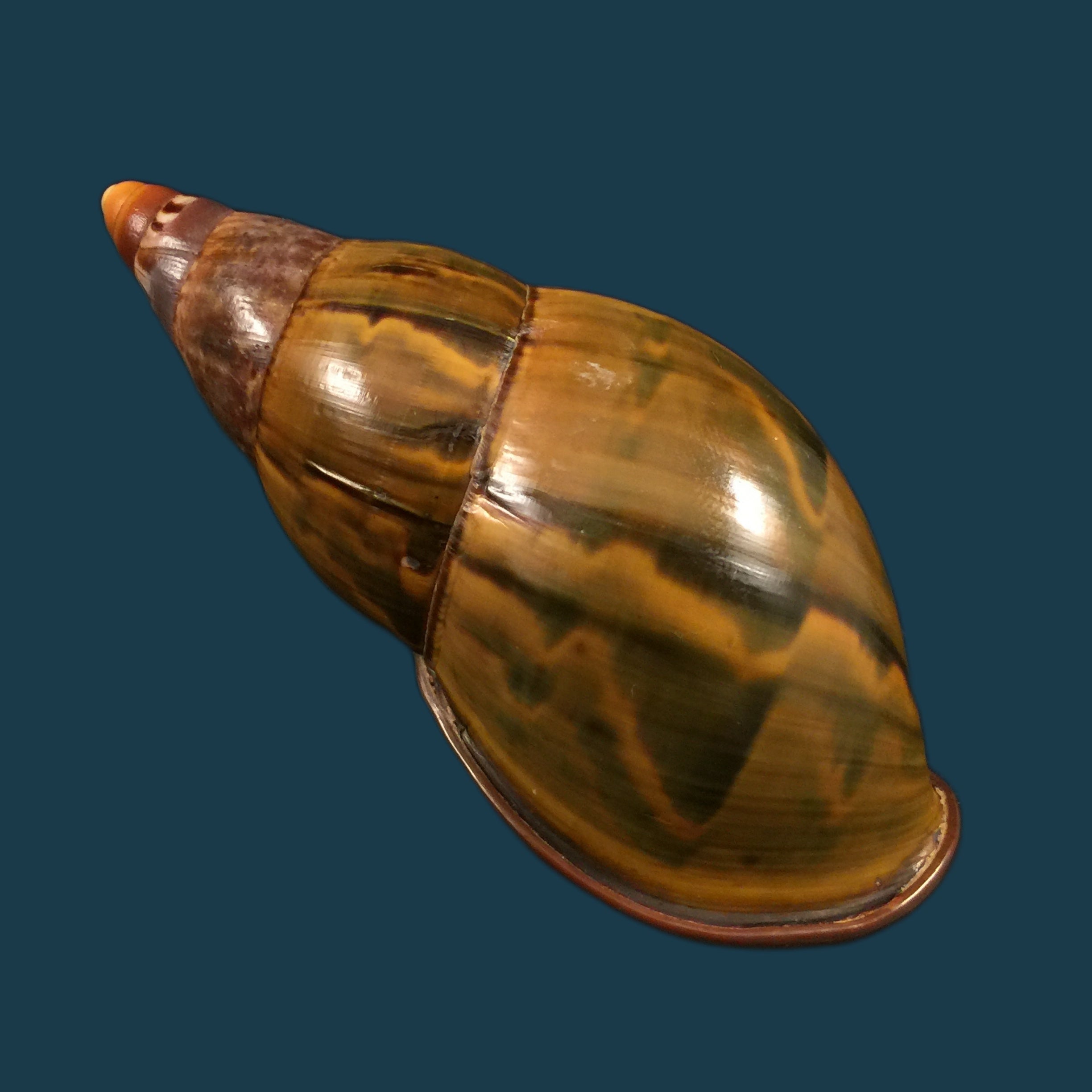 Orthalicus yatesi sublabeo Ancey, 1890 - 91,1mm