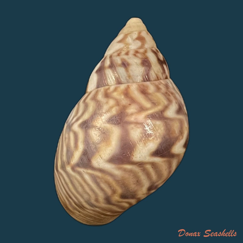 copia-de-orthalicus-pulchellus-spix-1827-42-7mm