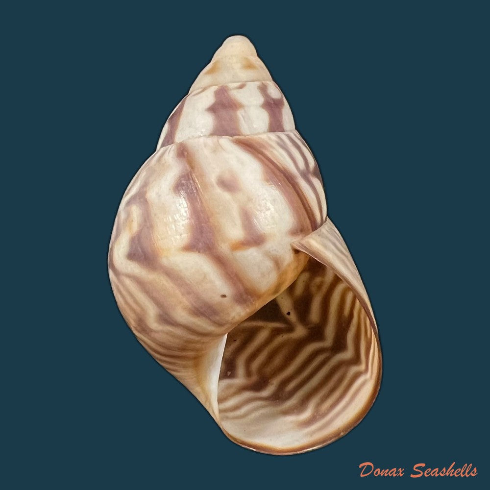 copia-de-orthalicus-pulchellus-spix-1827-42-7mm