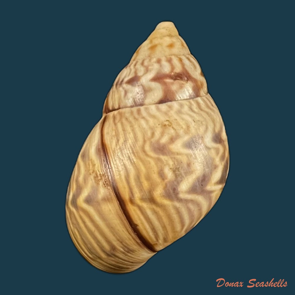 copia-de-orthalicus-pulchellus-spix-1827-43-4mm