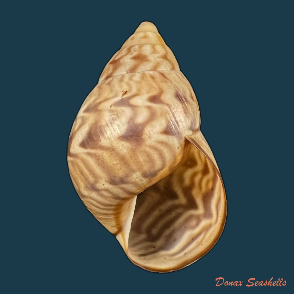 copia-de-orthalicus-pulchellus-spix-1827-43-4mm