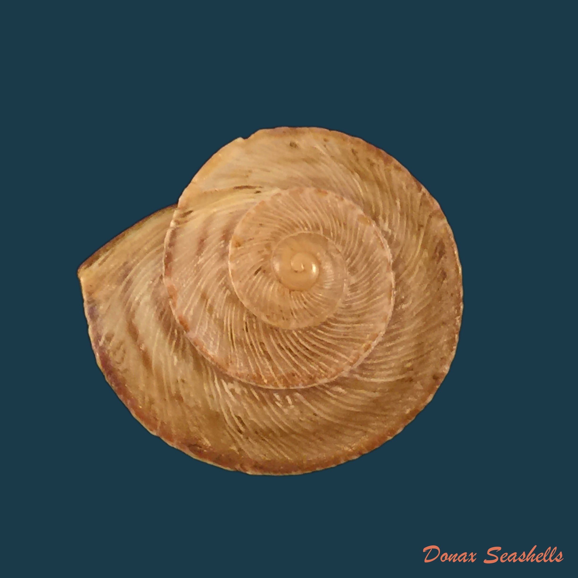 copia-de-otala-astcia-terver-1839-25mm