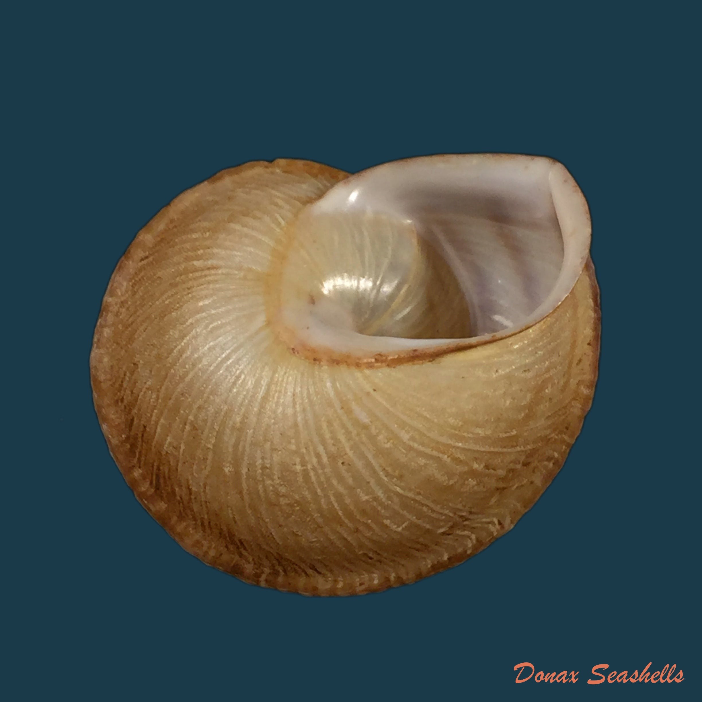 copia-de-otala-astcia-terver-1839-25mm