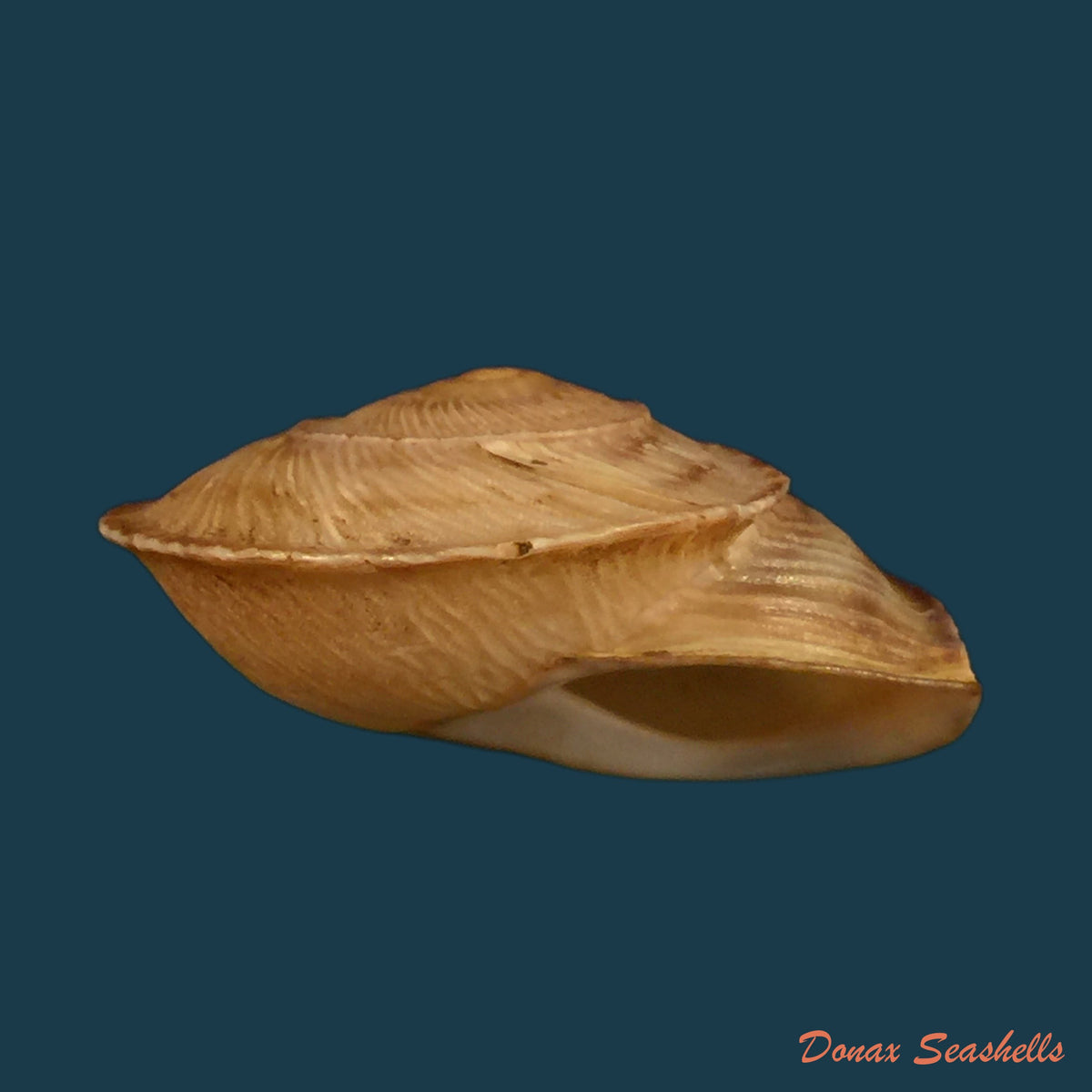copia-de-otala-astcia-terver-1839-25mm