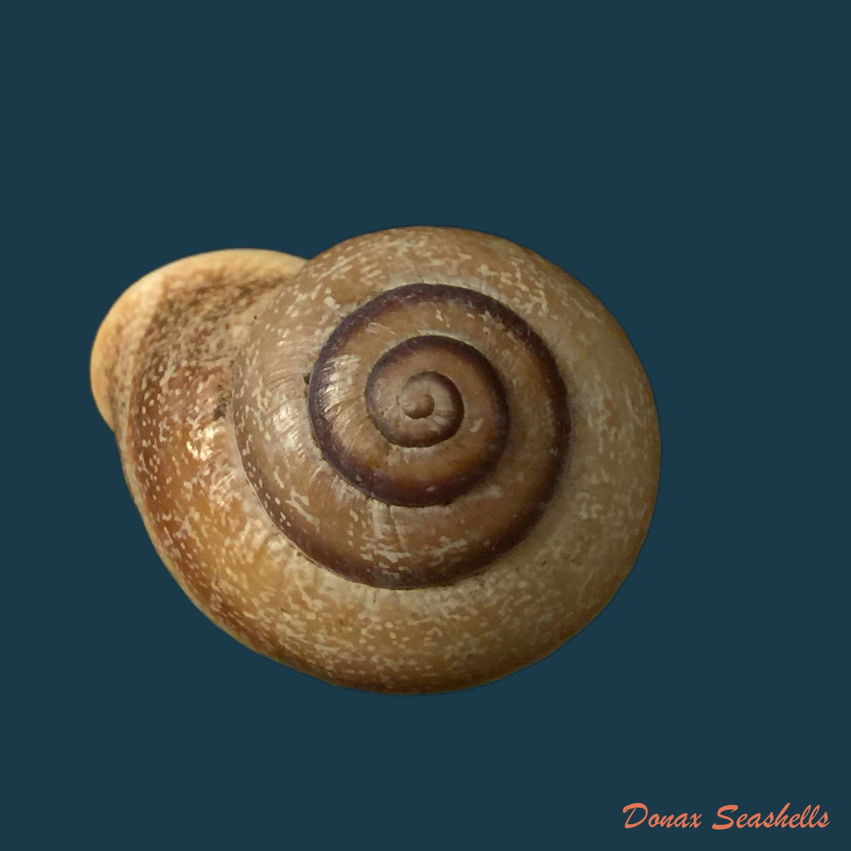 copia-de-otala-connollyi-pallary-1926-39-3mm