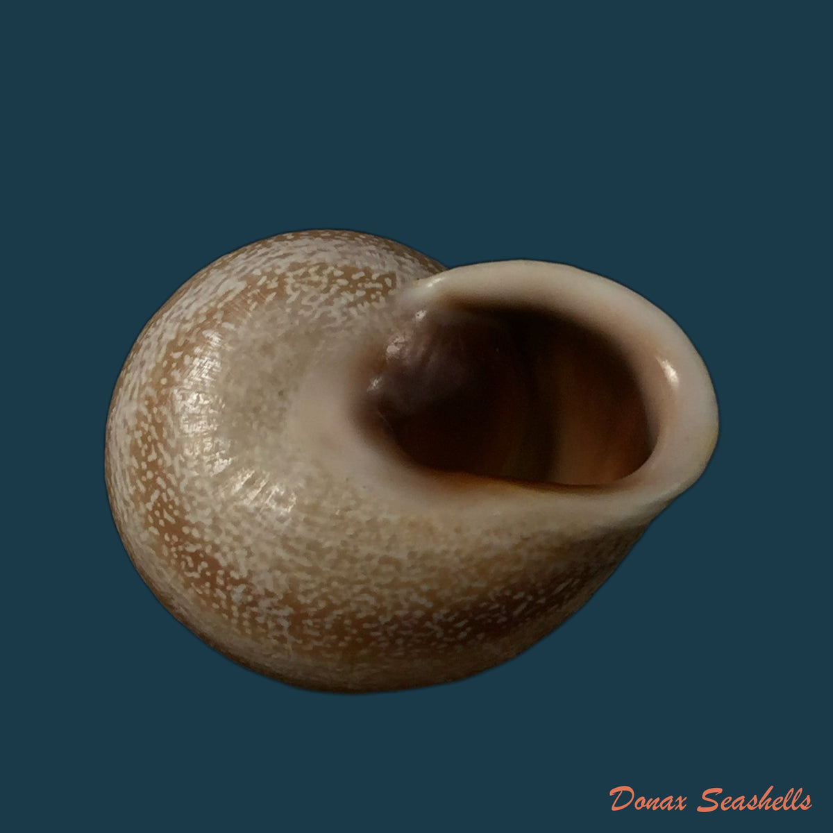 copia-de-otala-connollyi-pallary-1926-39-3mm