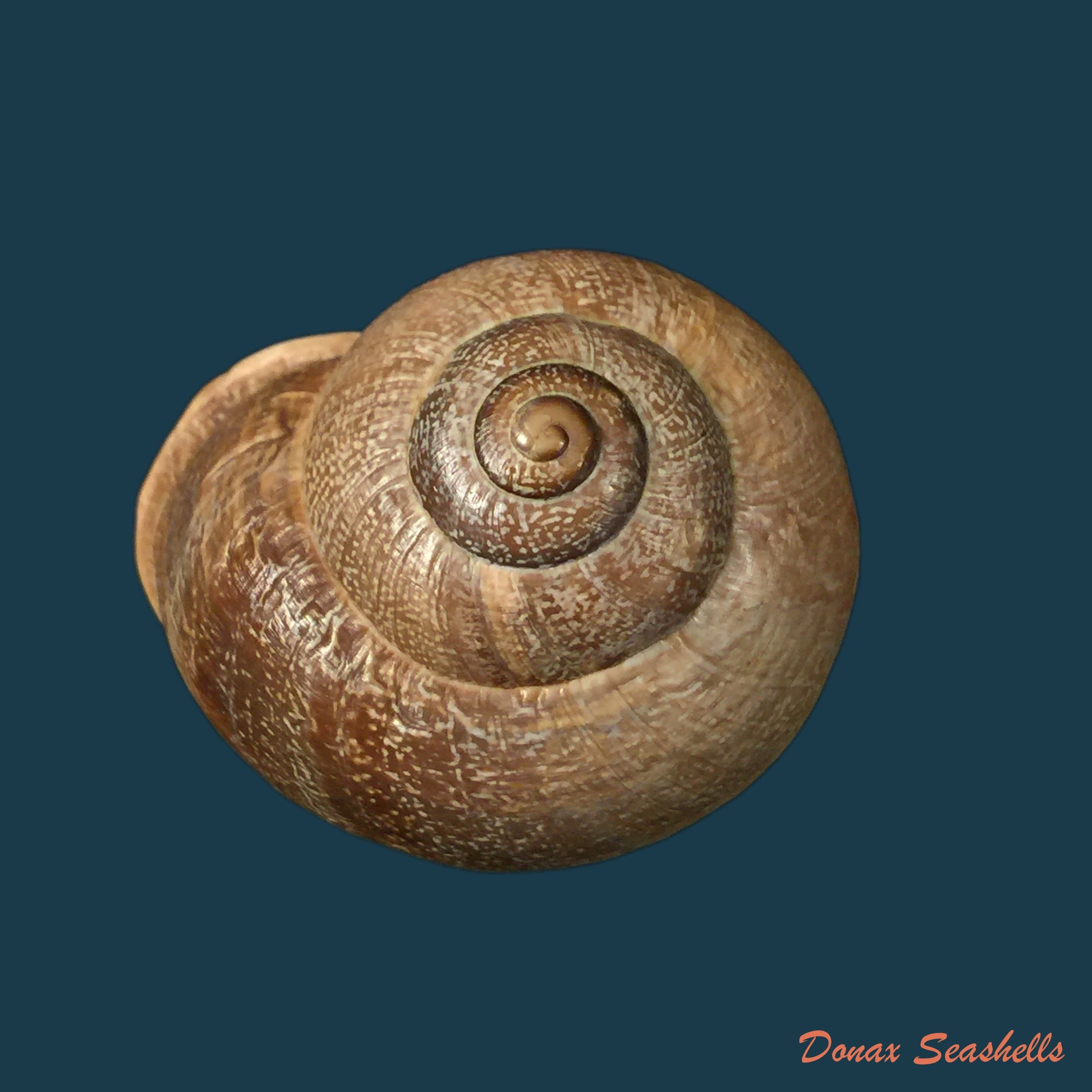 copia-de-otala-riffensis-pallary-1903-36-6mm