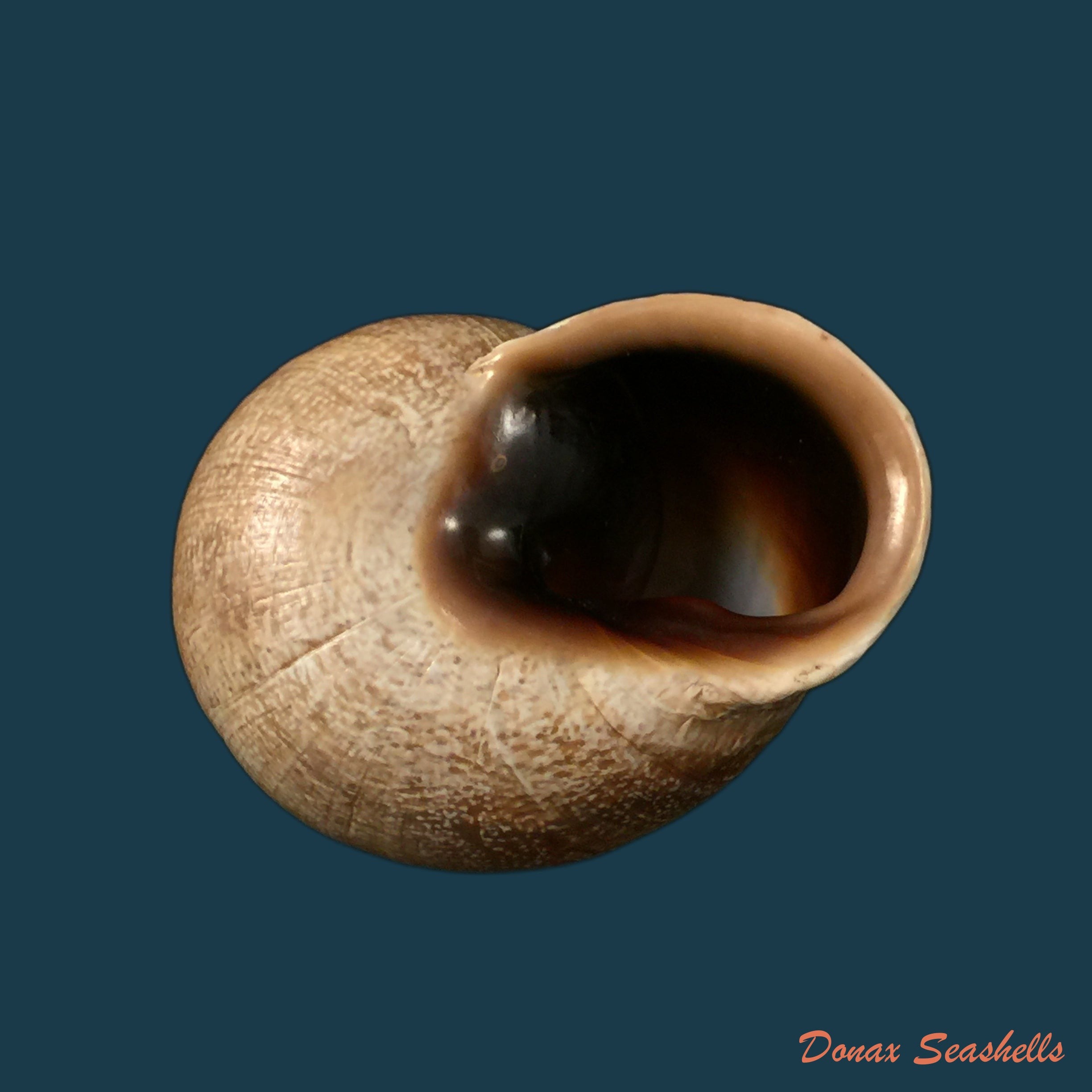 copia-de-otala-riffensis-pallary-1903-36-6mm