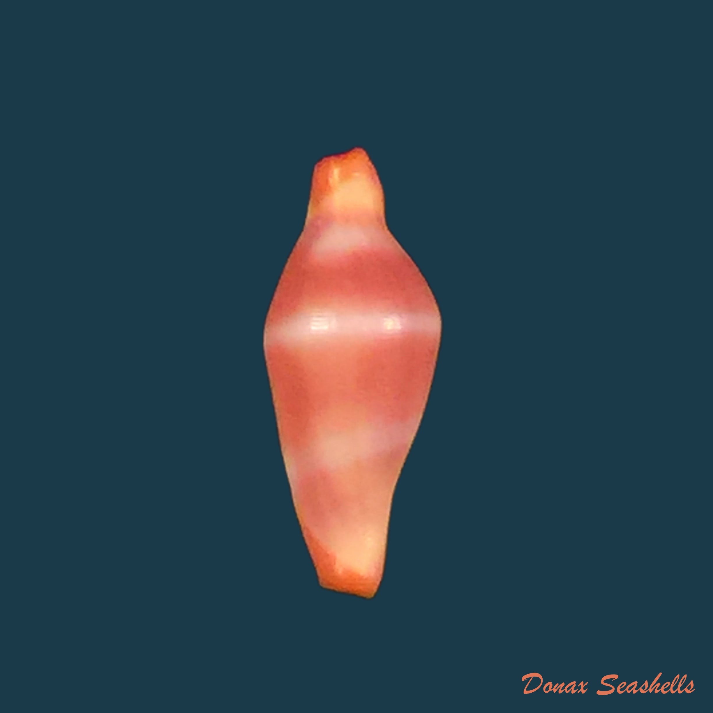 copia-de-ovula-costellata-lamarck-1810-43-6mm