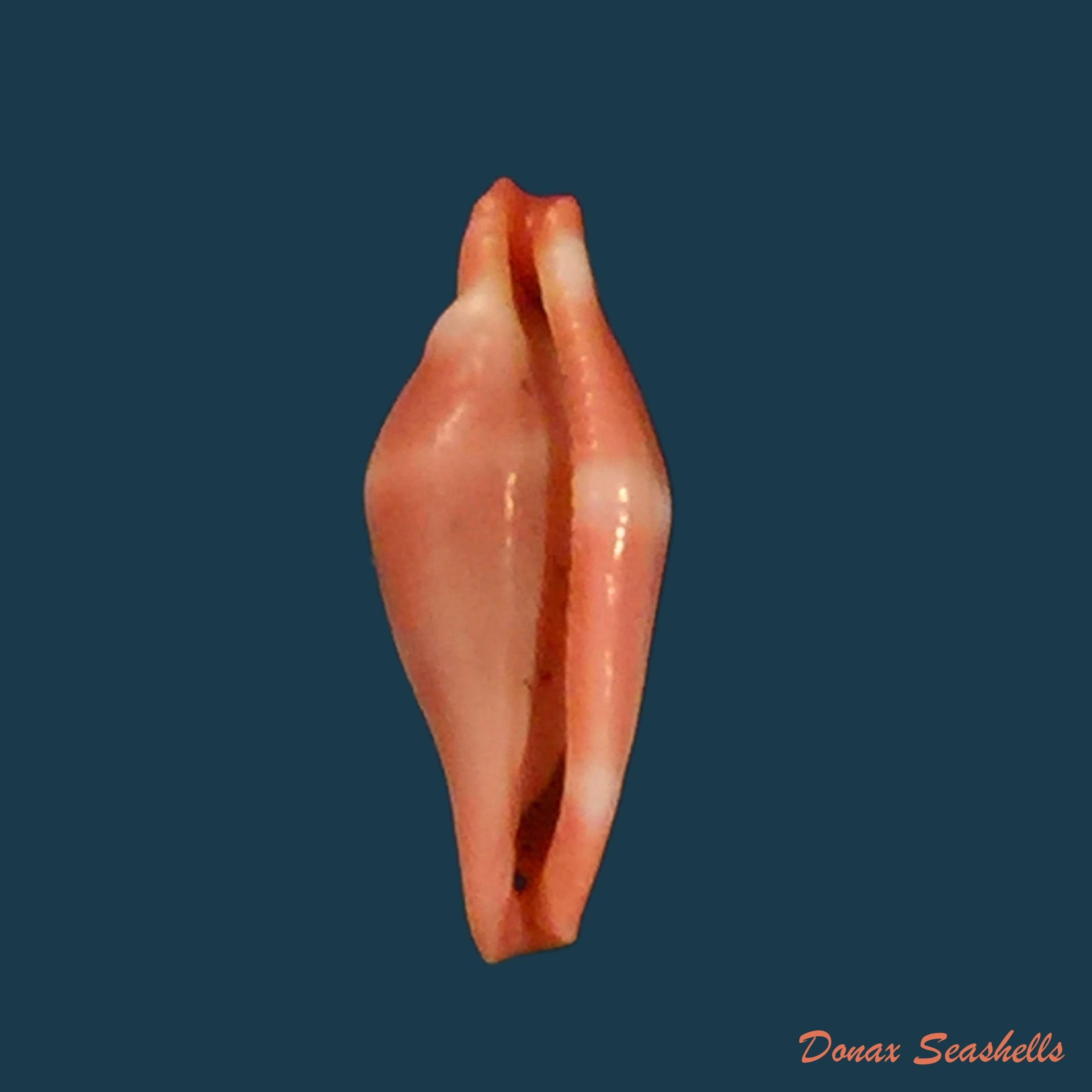 copia-de-ovula-costellata-lamarck-1810-43-6mm
