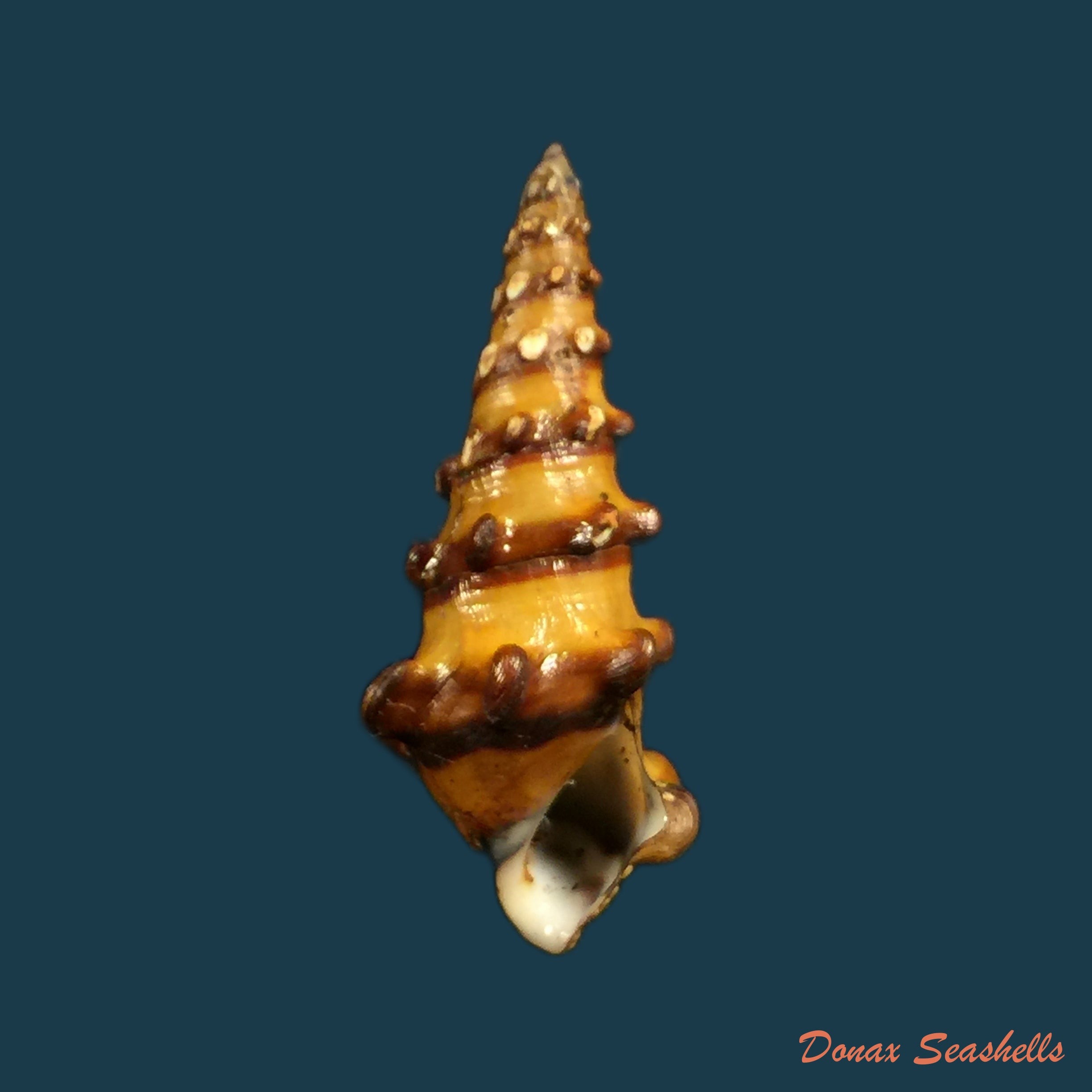 copia-de-pachymelania-aurita-o-f-muller-1774-35-3mm-1