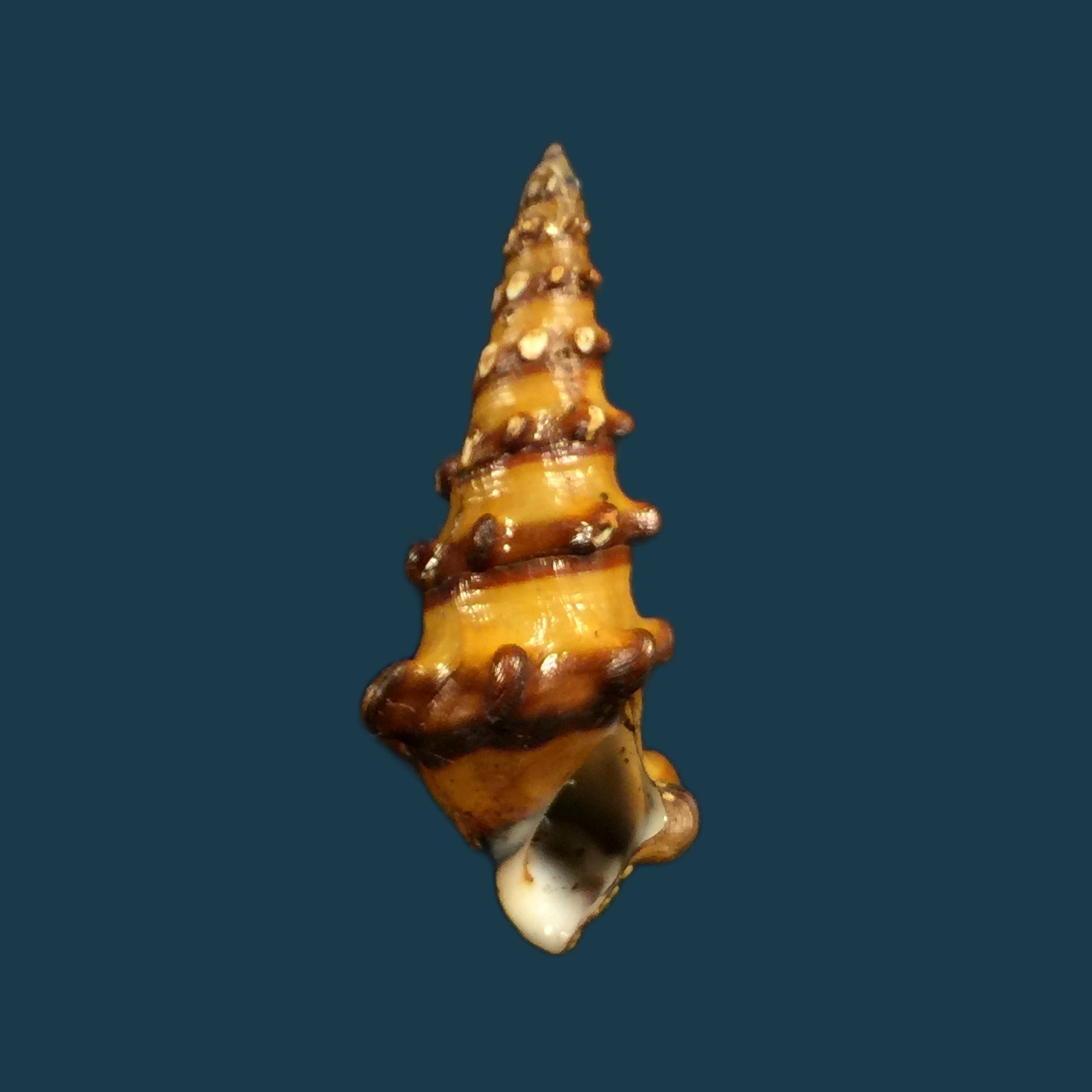 Pachymelania aurita (O. F. Müller, 1774) - 36,1mm