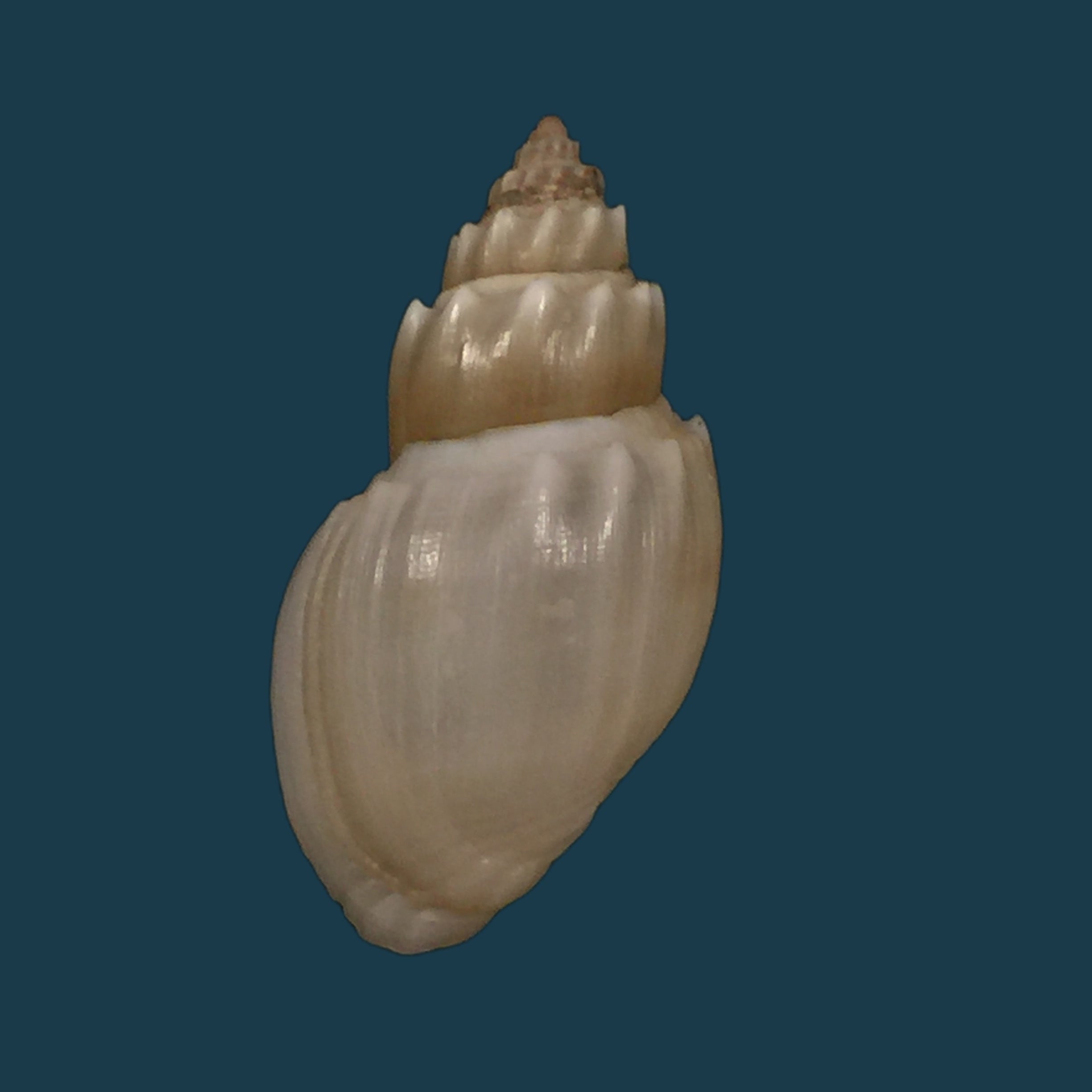Thiara subspinulosa Brot, 1872 - 42,8毫米