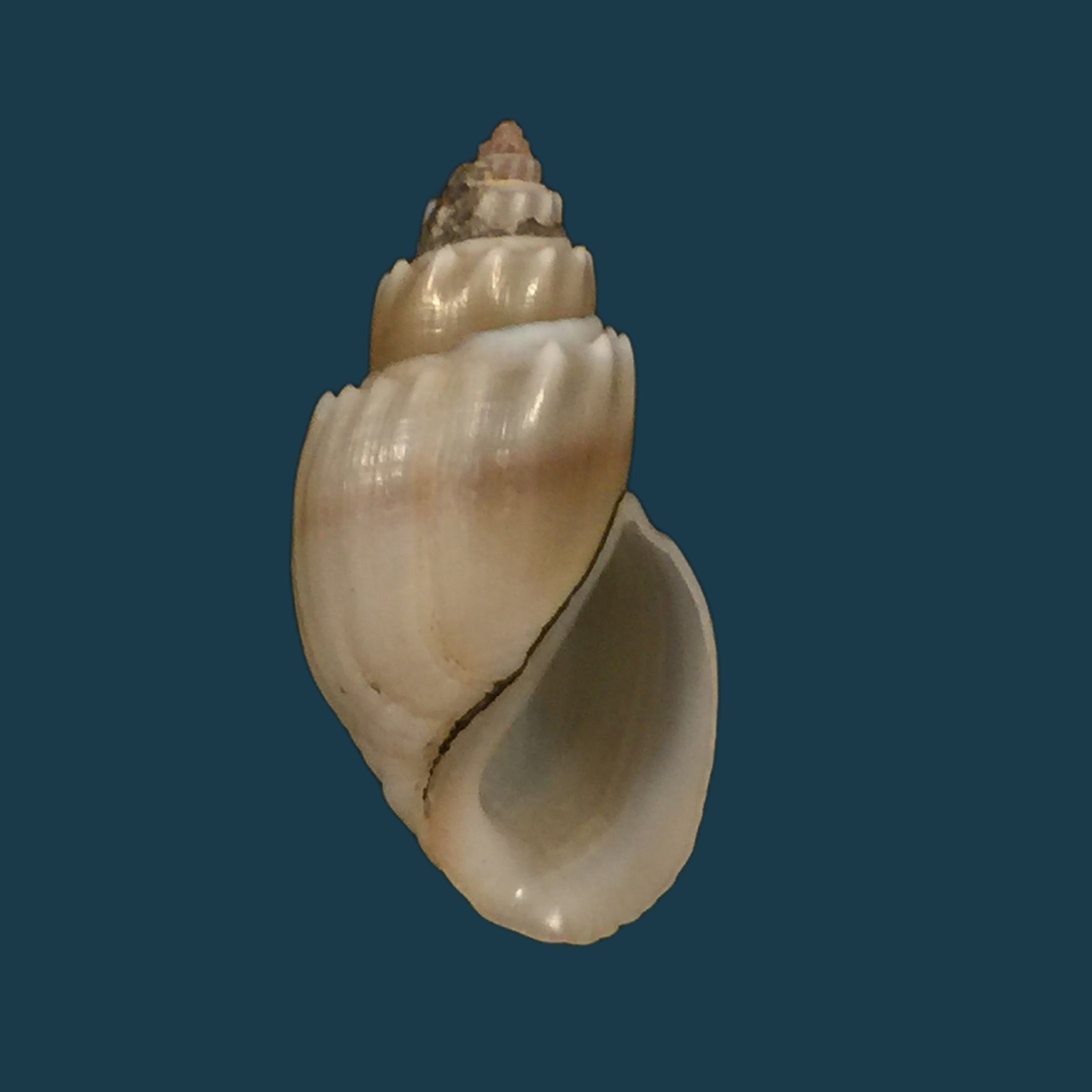 Thiara subspinulosa Brot, 1872 - 42,8毫米