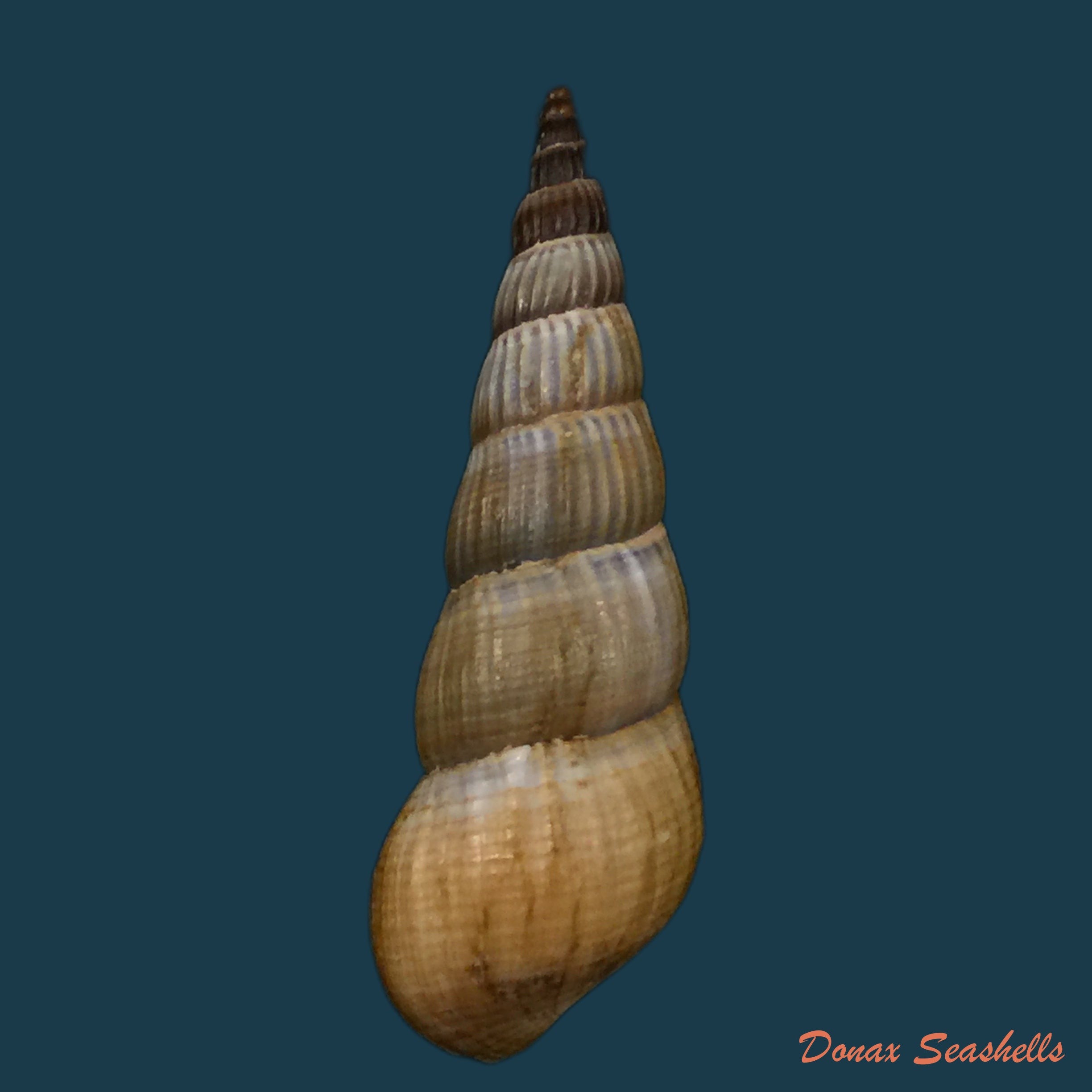 copia-de-pachymelania-fusca-gmelin-1791-19-7mm