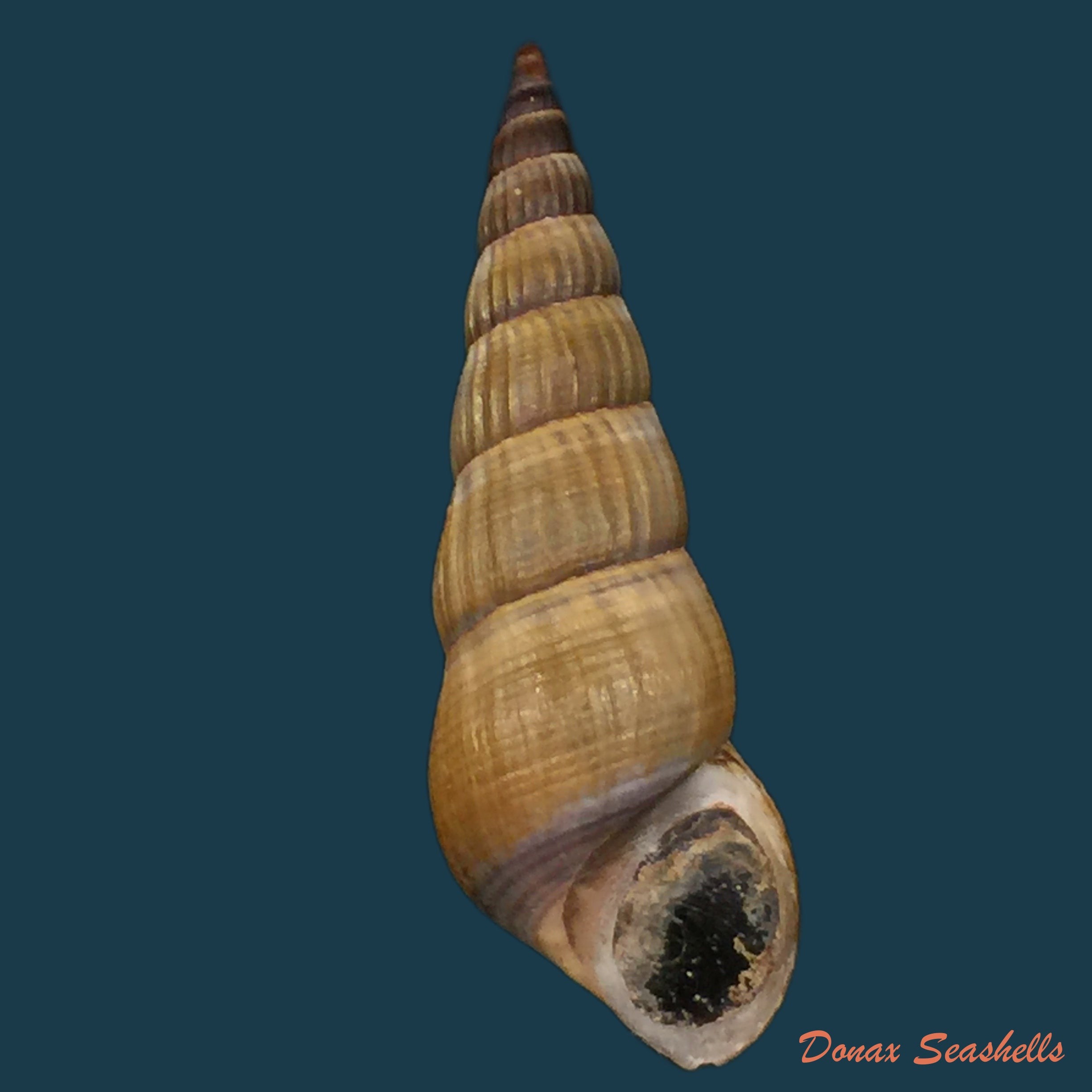 copia-de-pachymelania-fusca-gmelin-1791-19-7mm