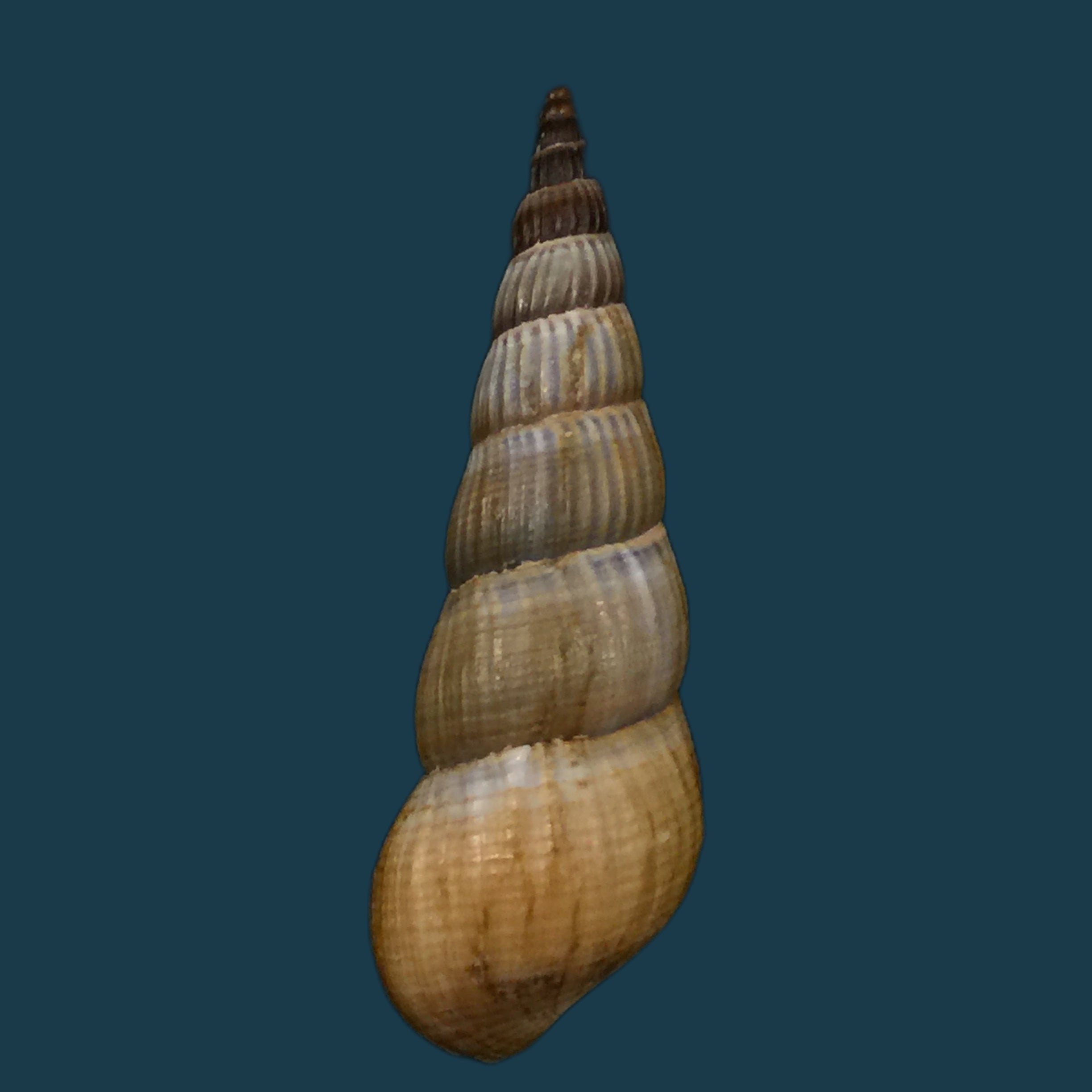 Jagora dactylus (I. Lea & H. C. Lea, 1851) - 50mm