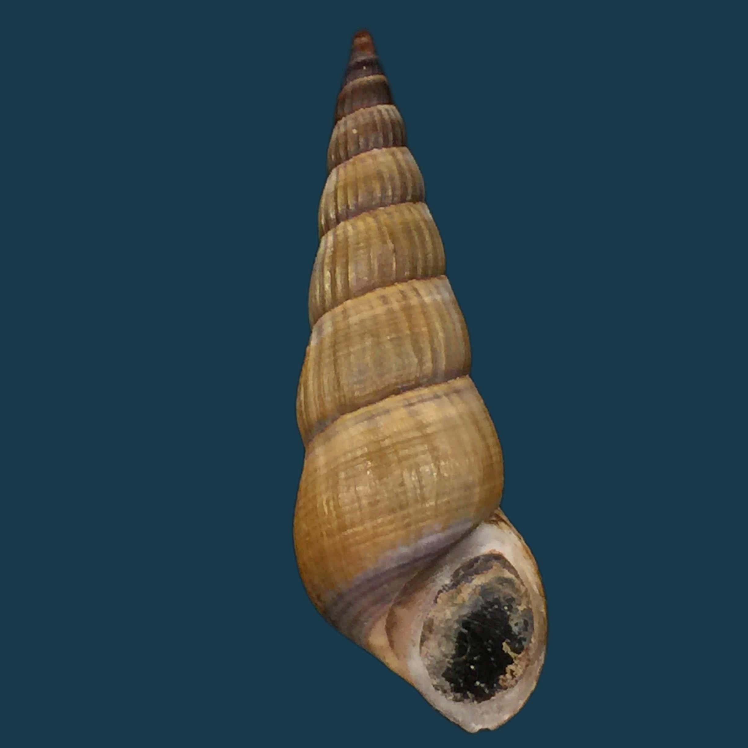 Jagora dactylus (I. Lea & H. C. Lea, 1851) - 50mm