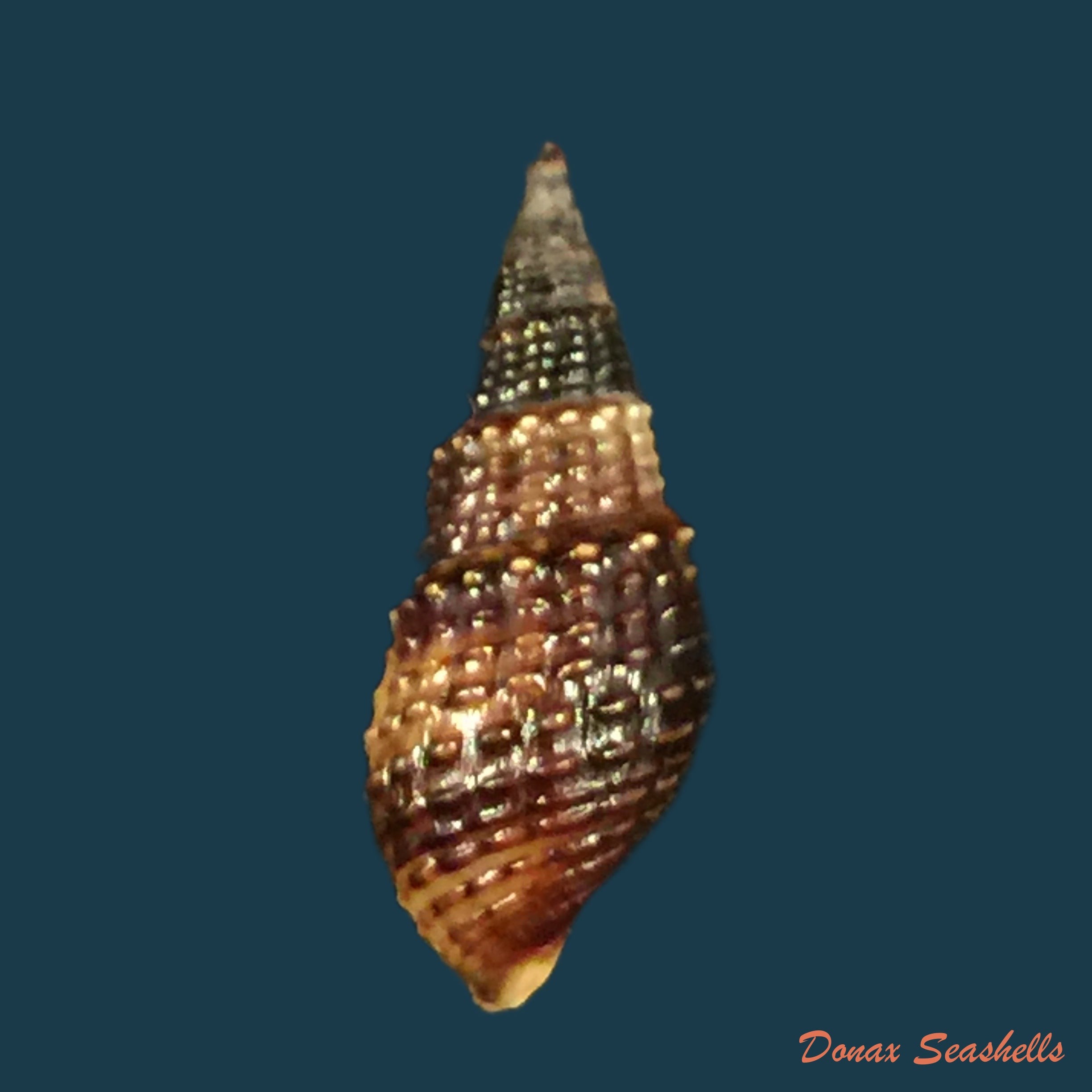 copia-de-pachymelania-fusca-gmelin-1791