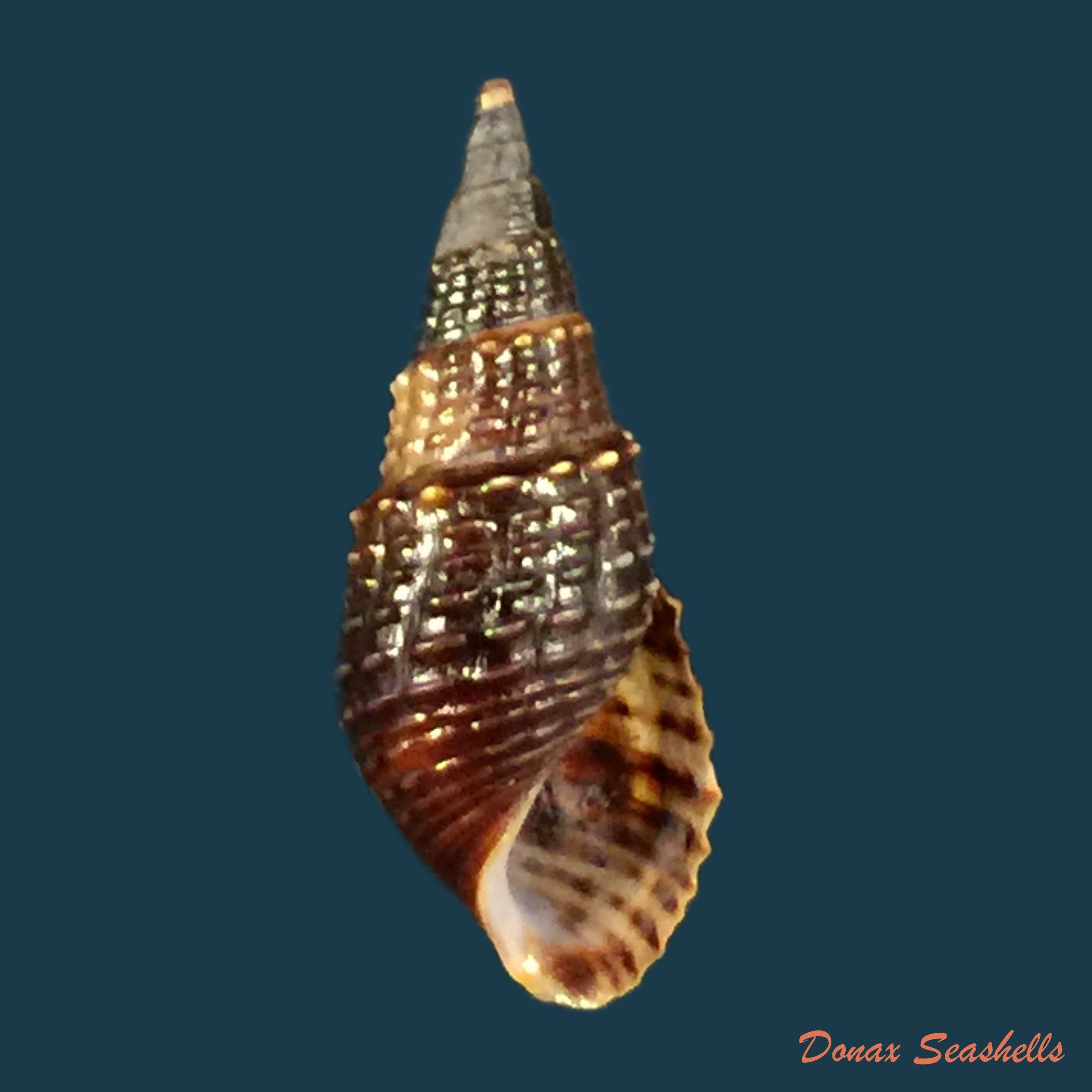 copia-de-pachymelania-fusca-gmelin-1791