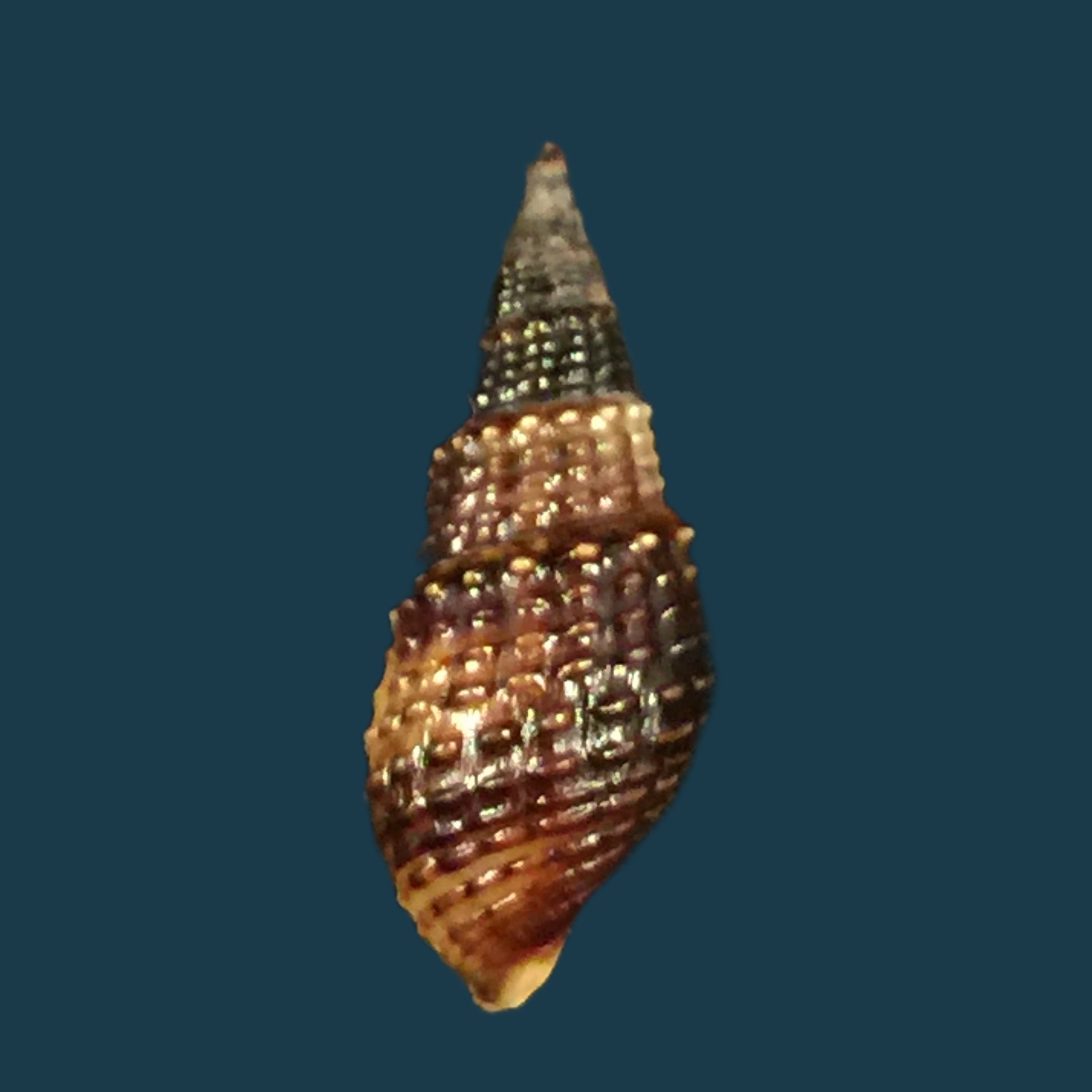 Melania pantherina von dem Busch, 1858 - 22,4mm