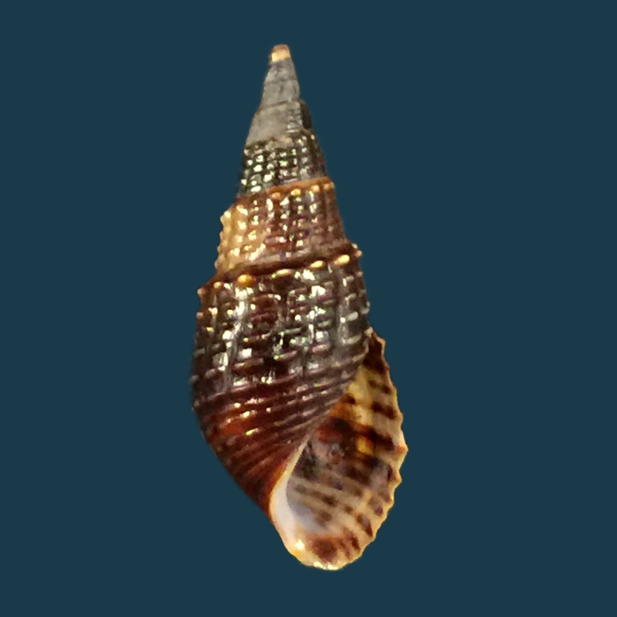 Melania pantherina von dem Busch, 1858 - 22,4mm