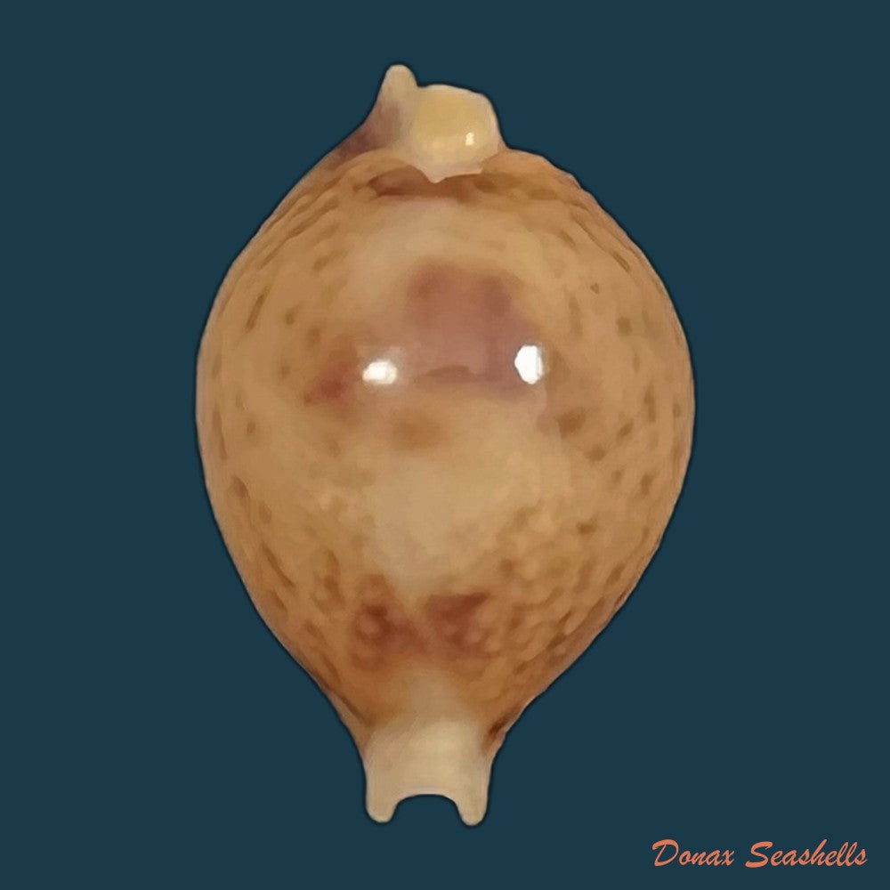 copia-de-palmadusta-diluculum-reeve-1845-24-7mm