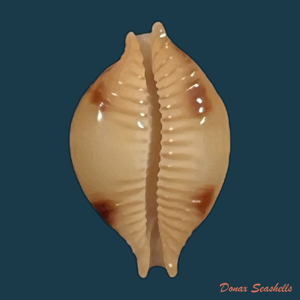 copia-de-palmadusta-diluculum-reeve-1845-24-7mm