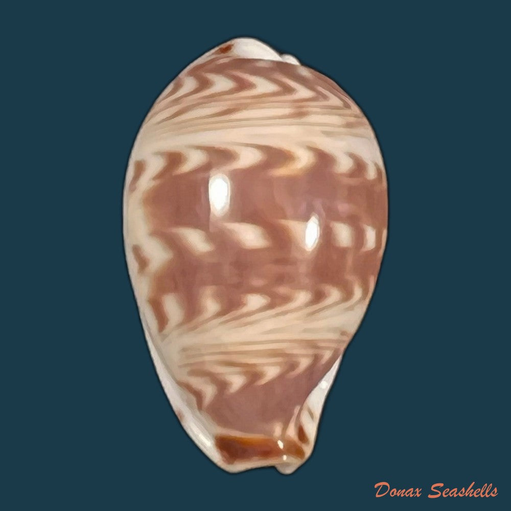 copia-de-palmadusta-diluculum-reeve-1845-25-5mm