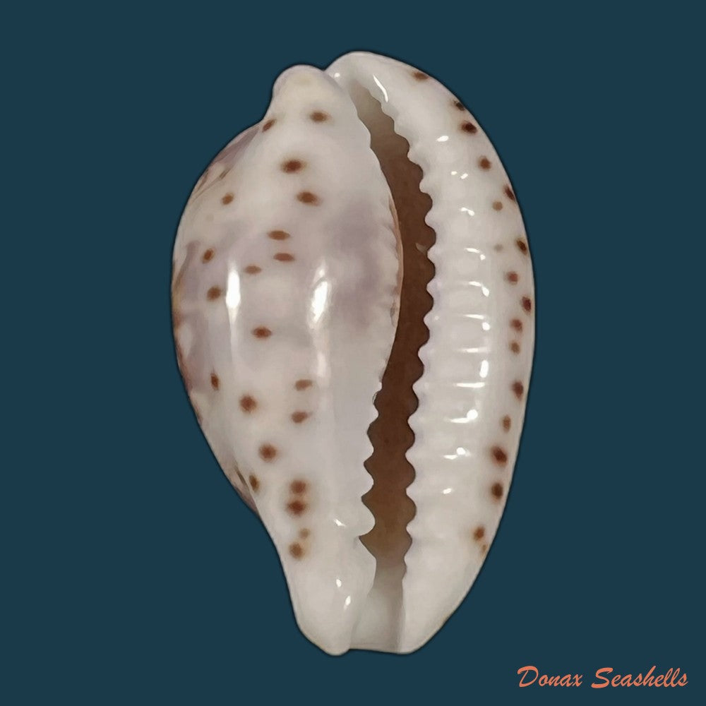copia-de-palmadusta-diluculum-reeve-1845-25-5mm
