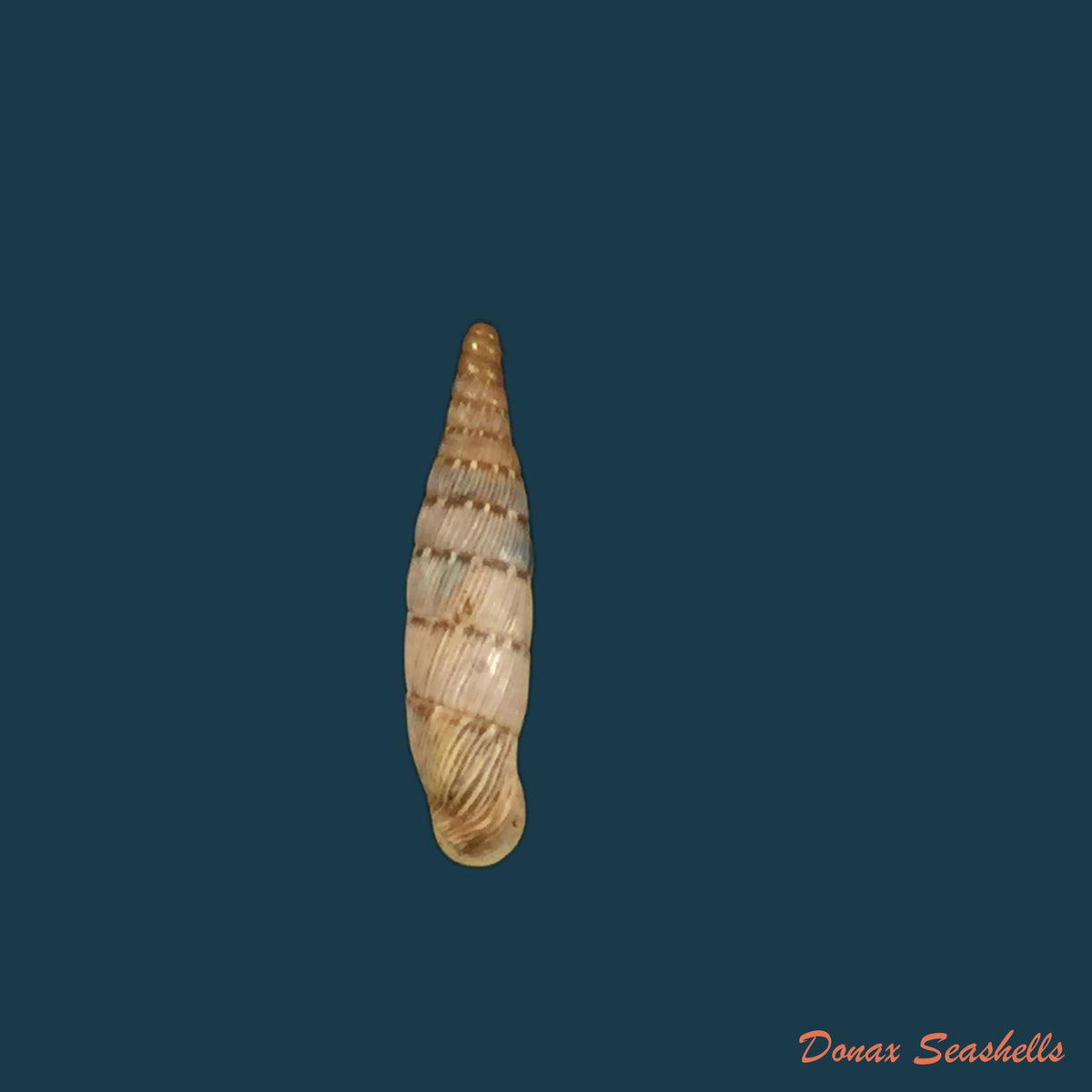 copia-de-papillifera-papillaris-o-f-muller-1774-11-6mm-1