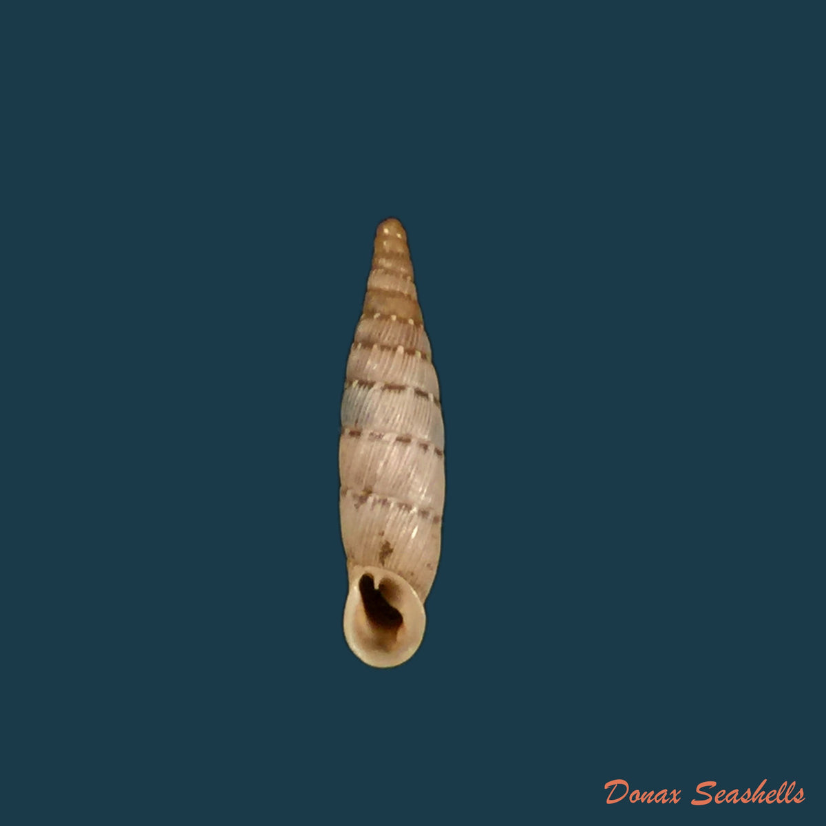 copia-de-papillifera-papillaris-o-f-muller-1774-11-6mm-1