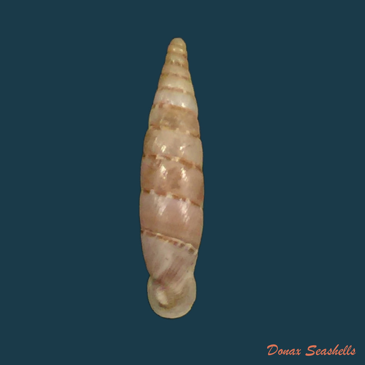 copia-de-papilllifera-bidens-circinatapaulucci-1878-16-7mm