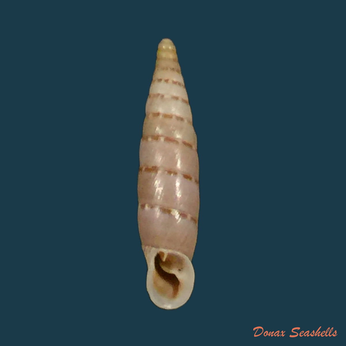 copia-de-papilllifera-bidens-circinatapaulucci-1878-16-7mm