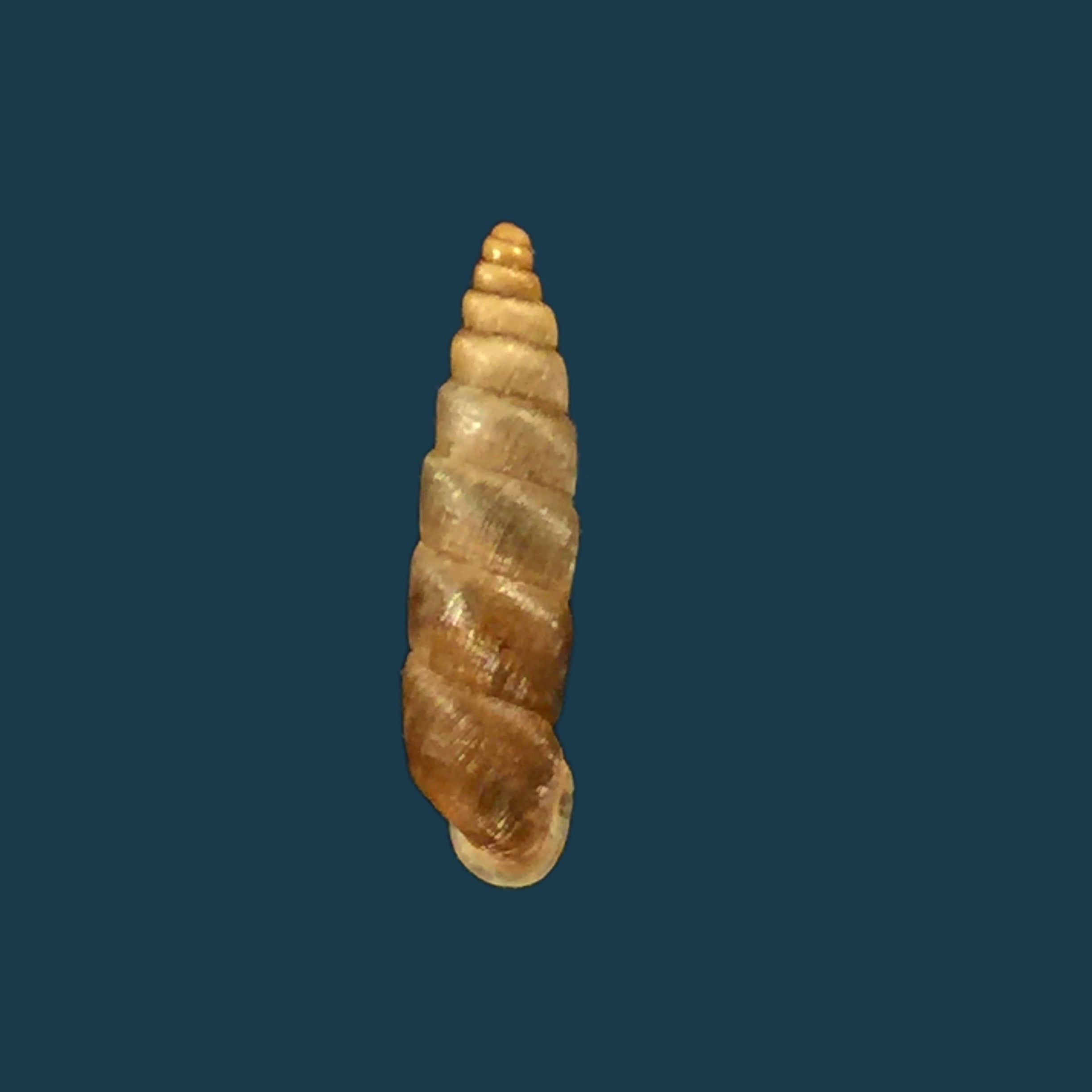 Parabalea pilsbryi laraosensis Weyrauch, 1960 - 13,5mm